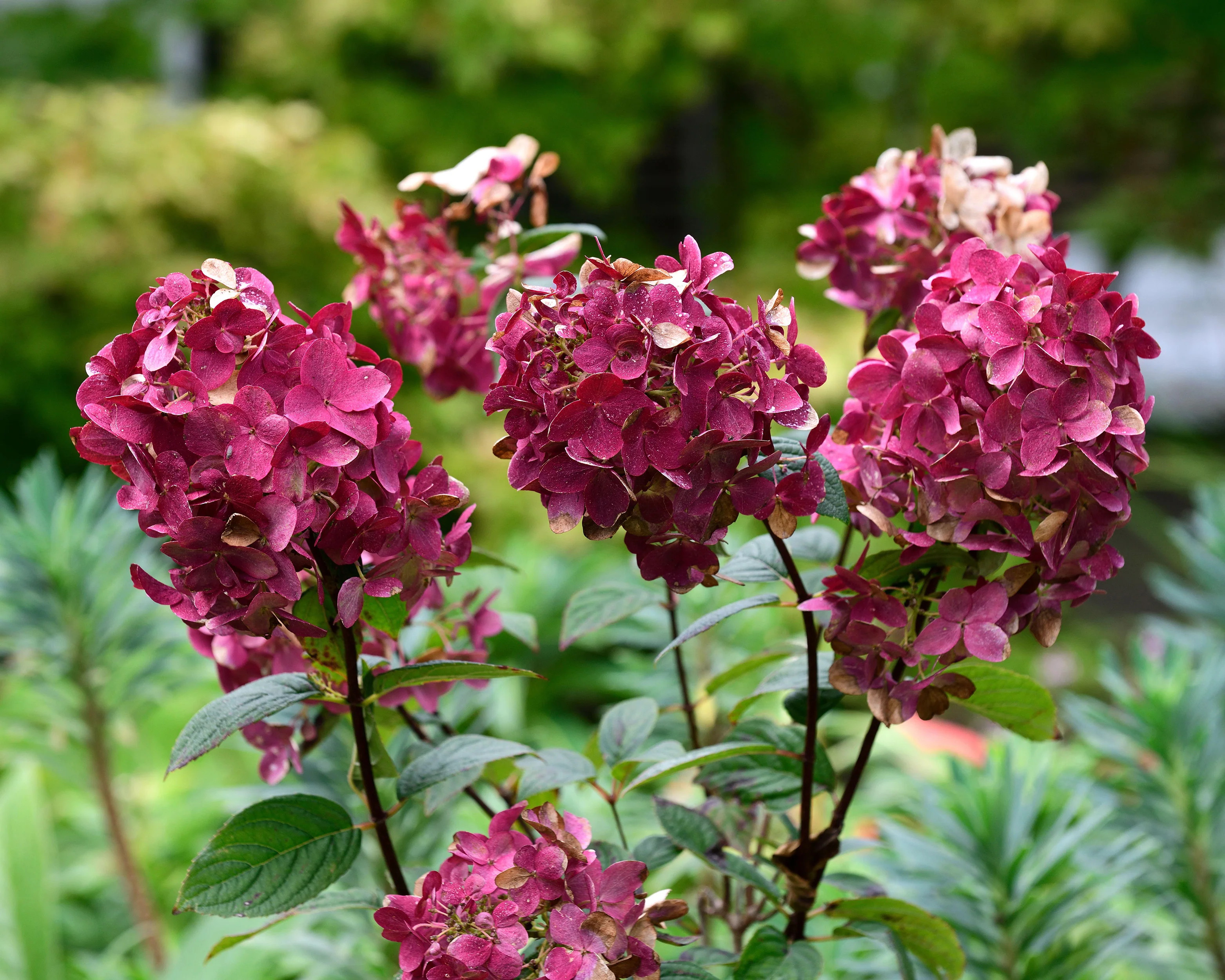 Hydrangea 'Wim's Red' - Image 7
