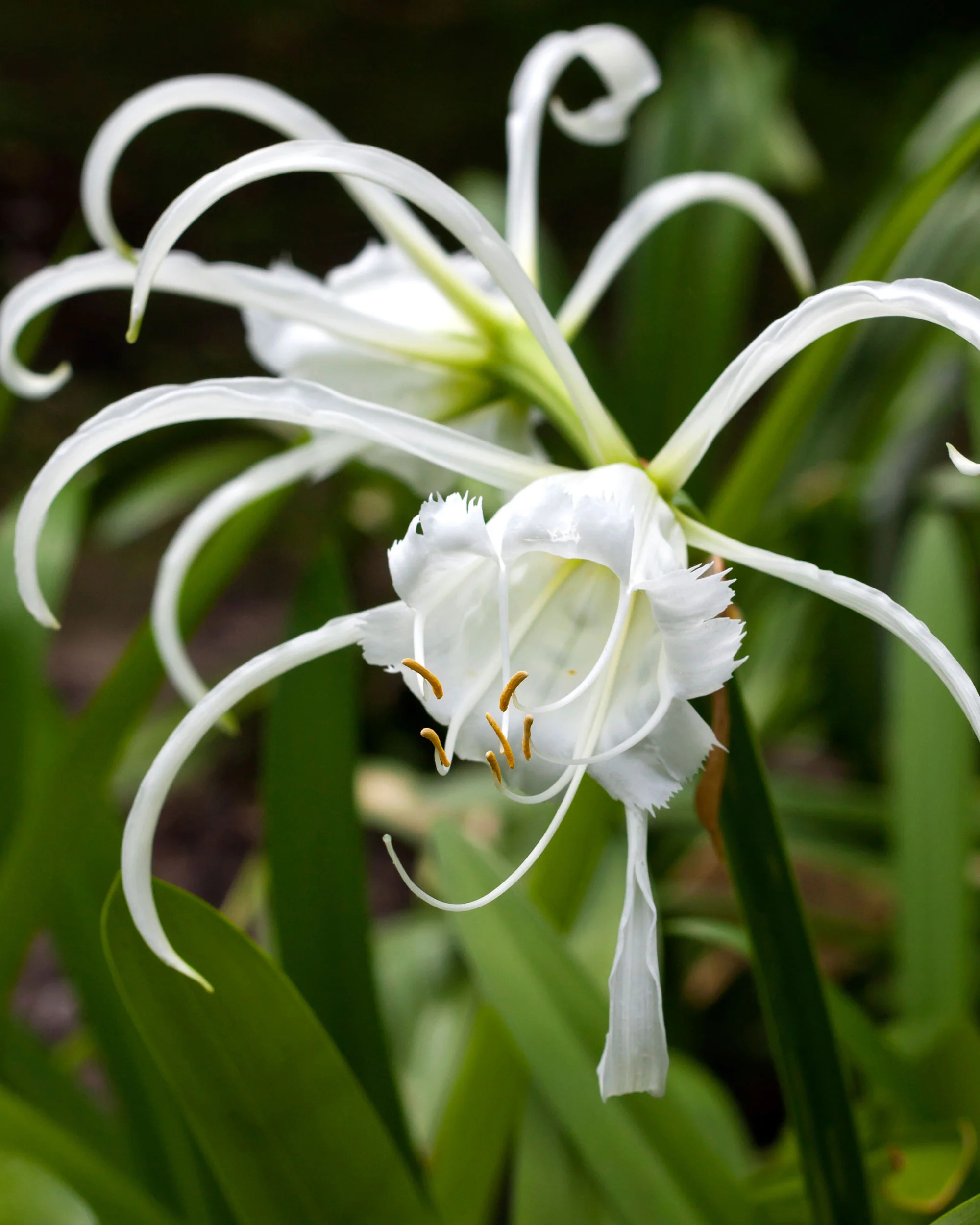 Hymenocallis littoralis