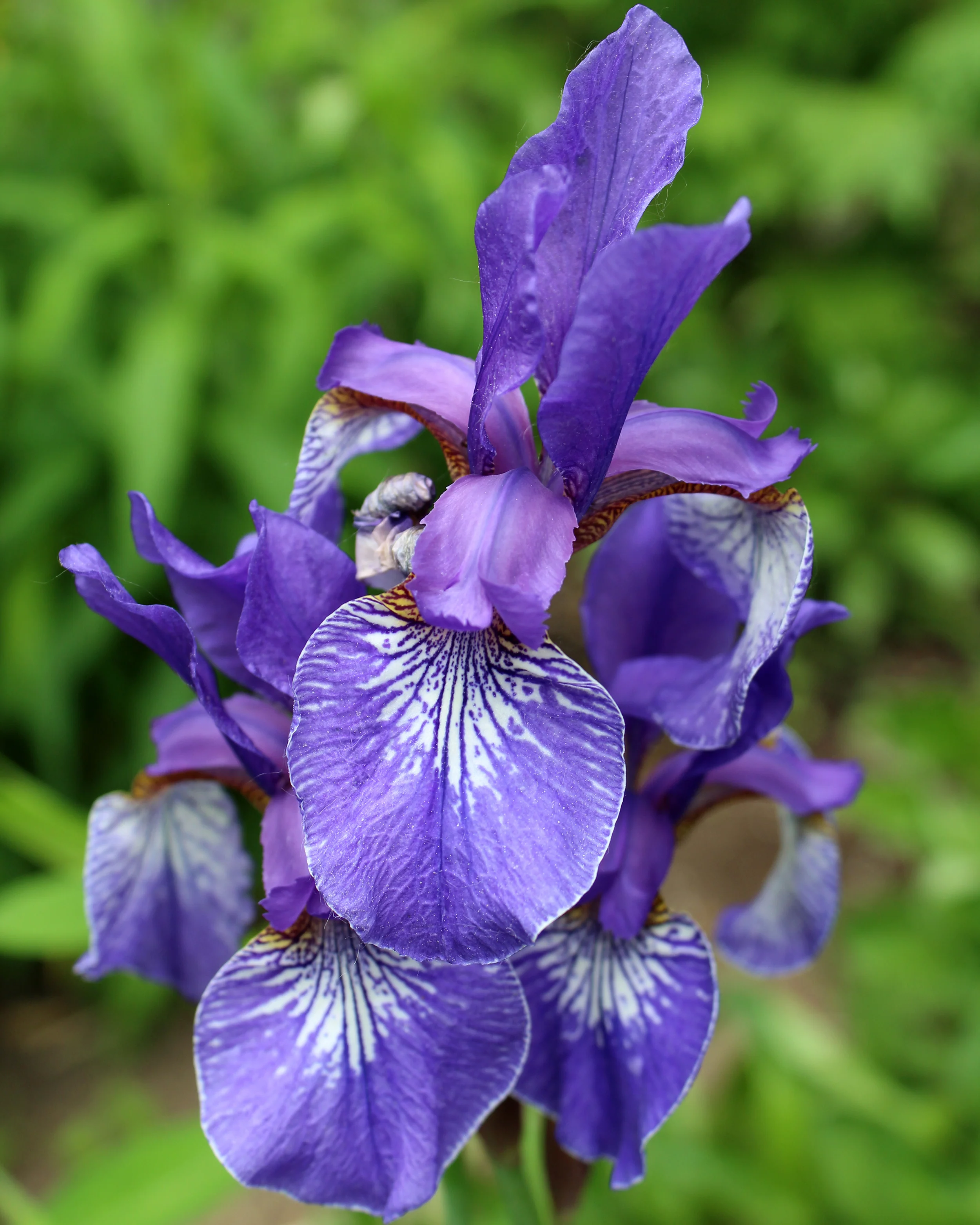 Iris 'Caesar's Brother' - Image 6