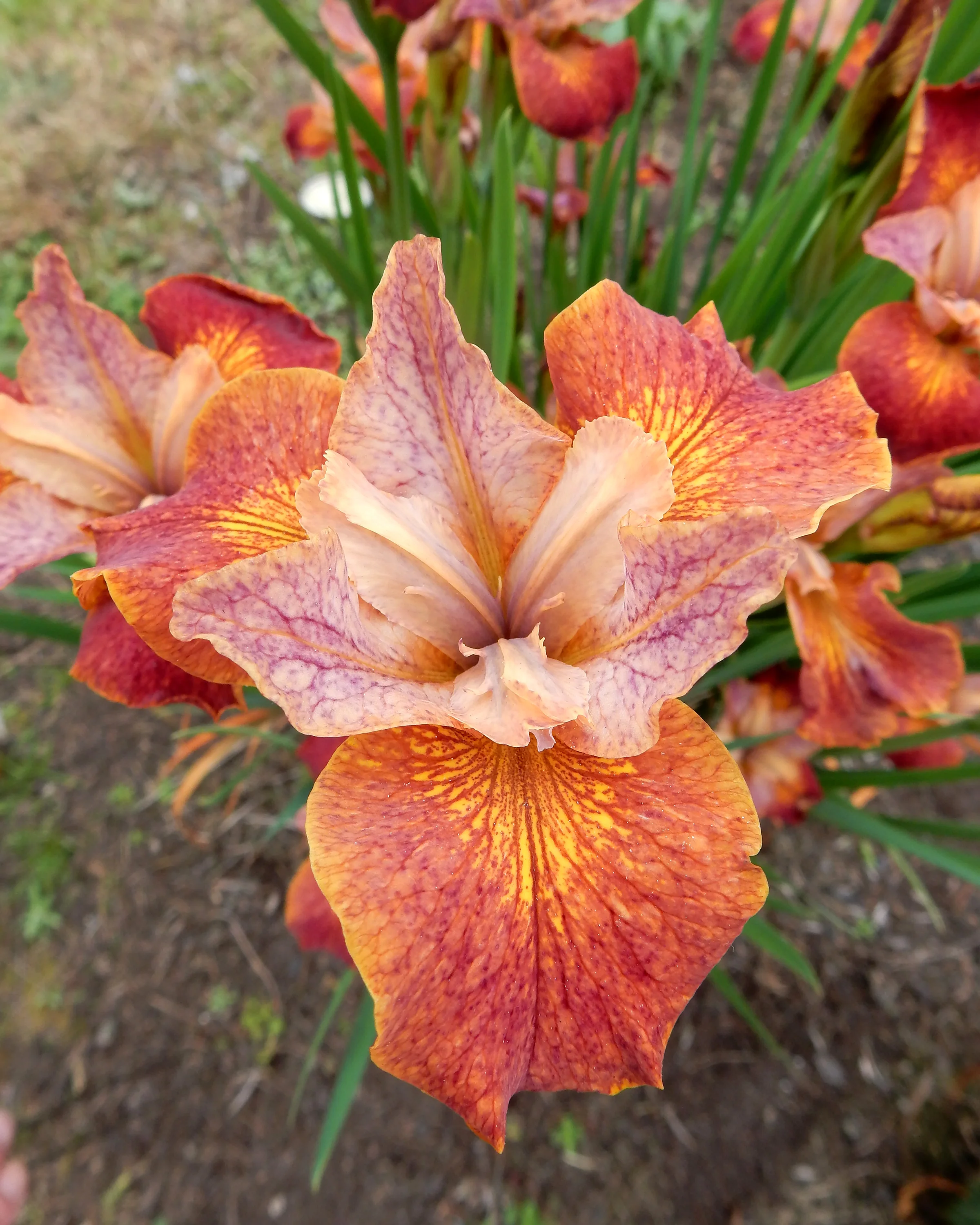 Iris 'Paprikash' - Image 3