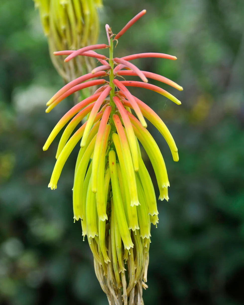 Kniphofia 'Rasta' - Image 3