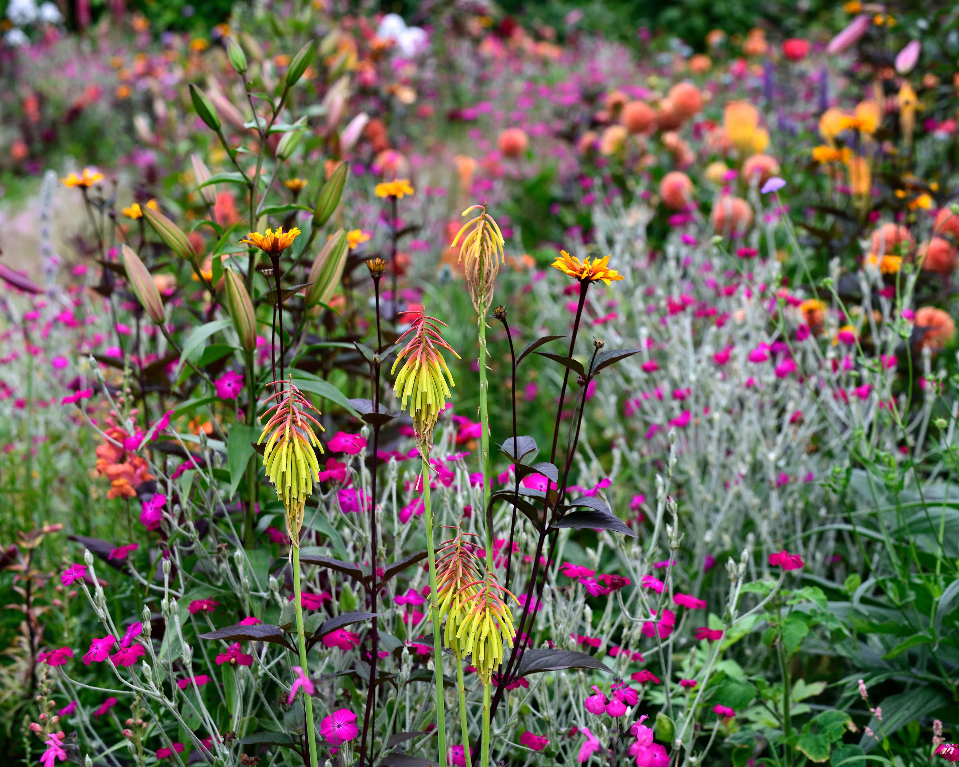 Kniphofia 'Rasta' - Image 4