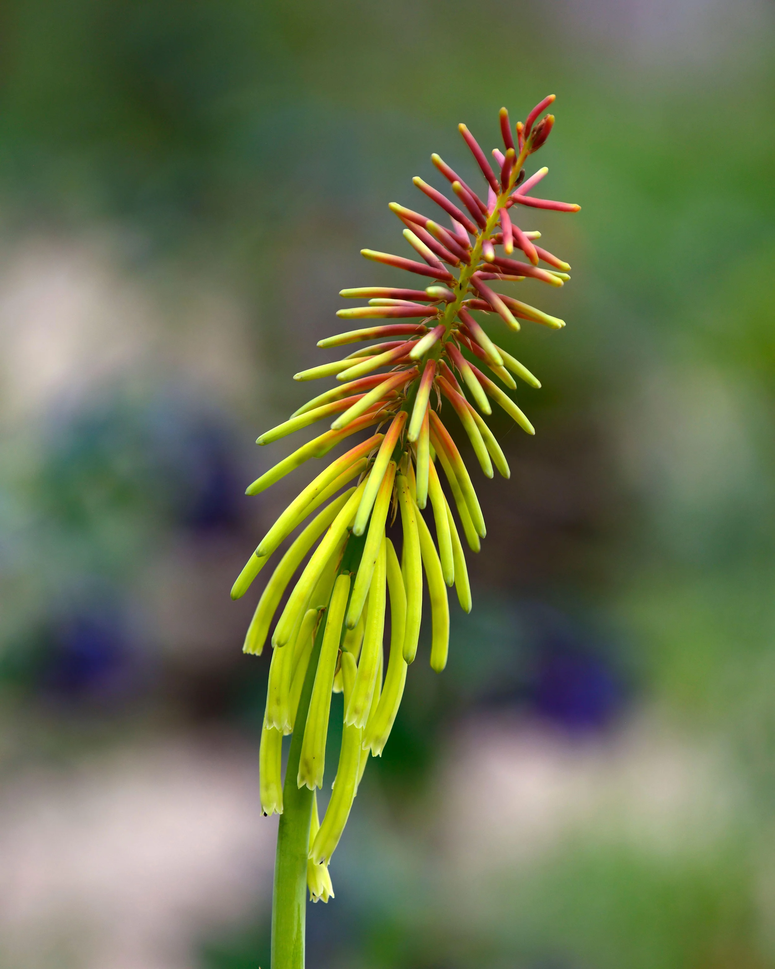 Kniphofia 'Rasta' - Image 5