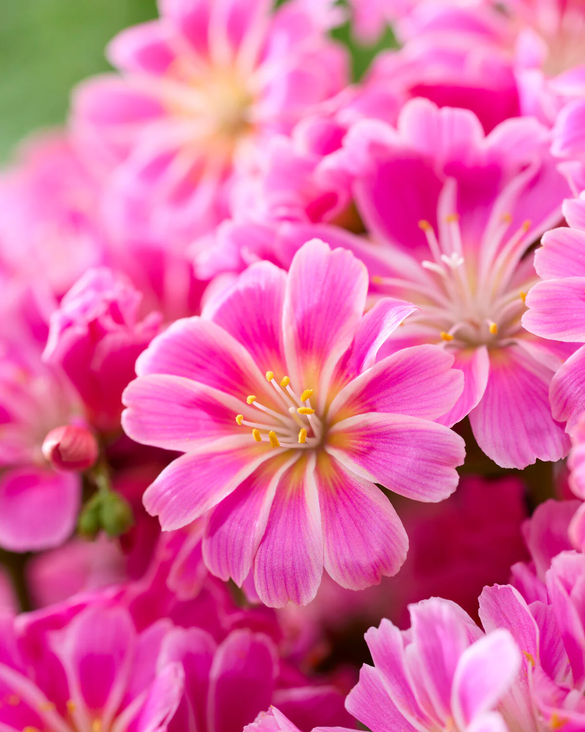 Lewisia 'Safira Tropic Pink'
