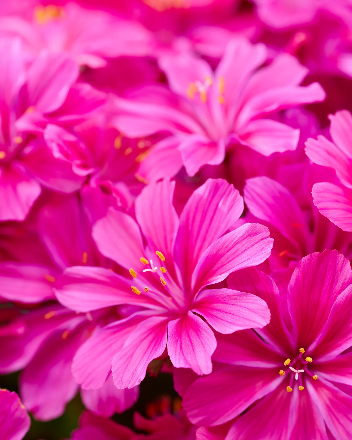 Lewisia 'Safira Violet'