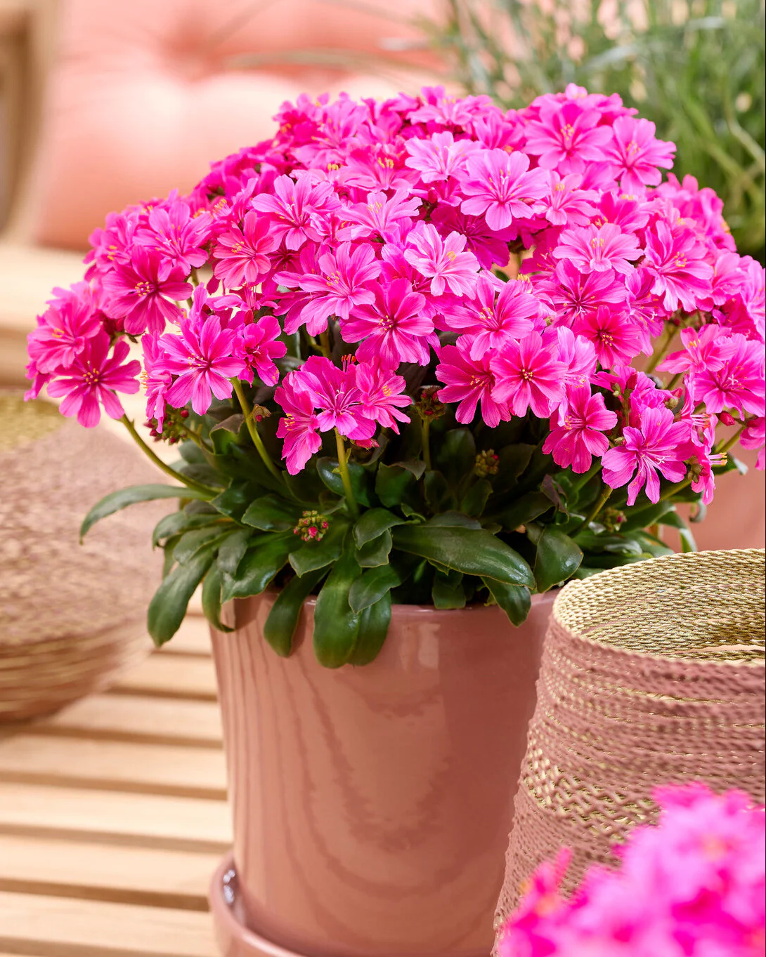 Lewisia 'Safira Violet' - Image 2