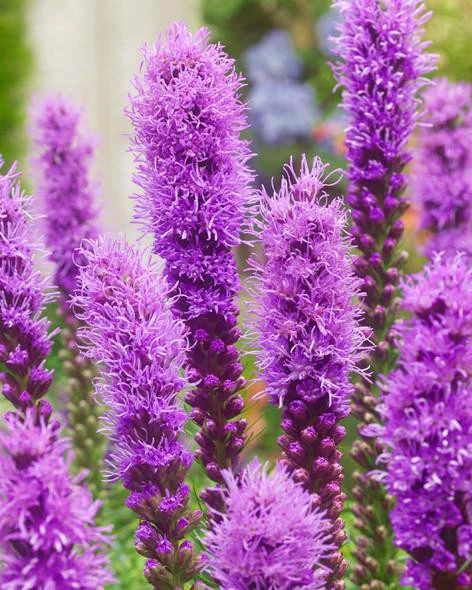 Liatris spicata - Image 3