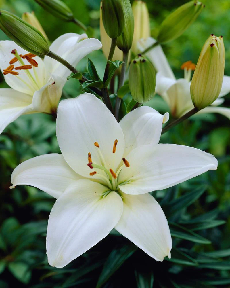 Lily 'Bright Diamond'