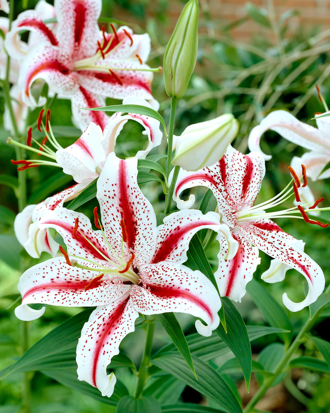 Lily 'Dizzy' - Image 3
