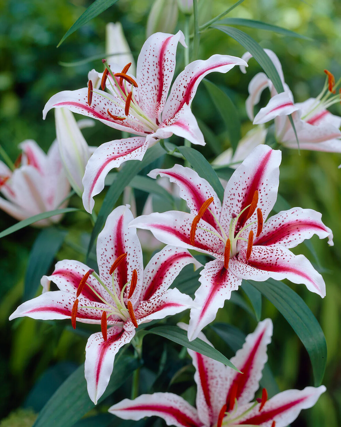 Lily 'Dizzy' - Image 6