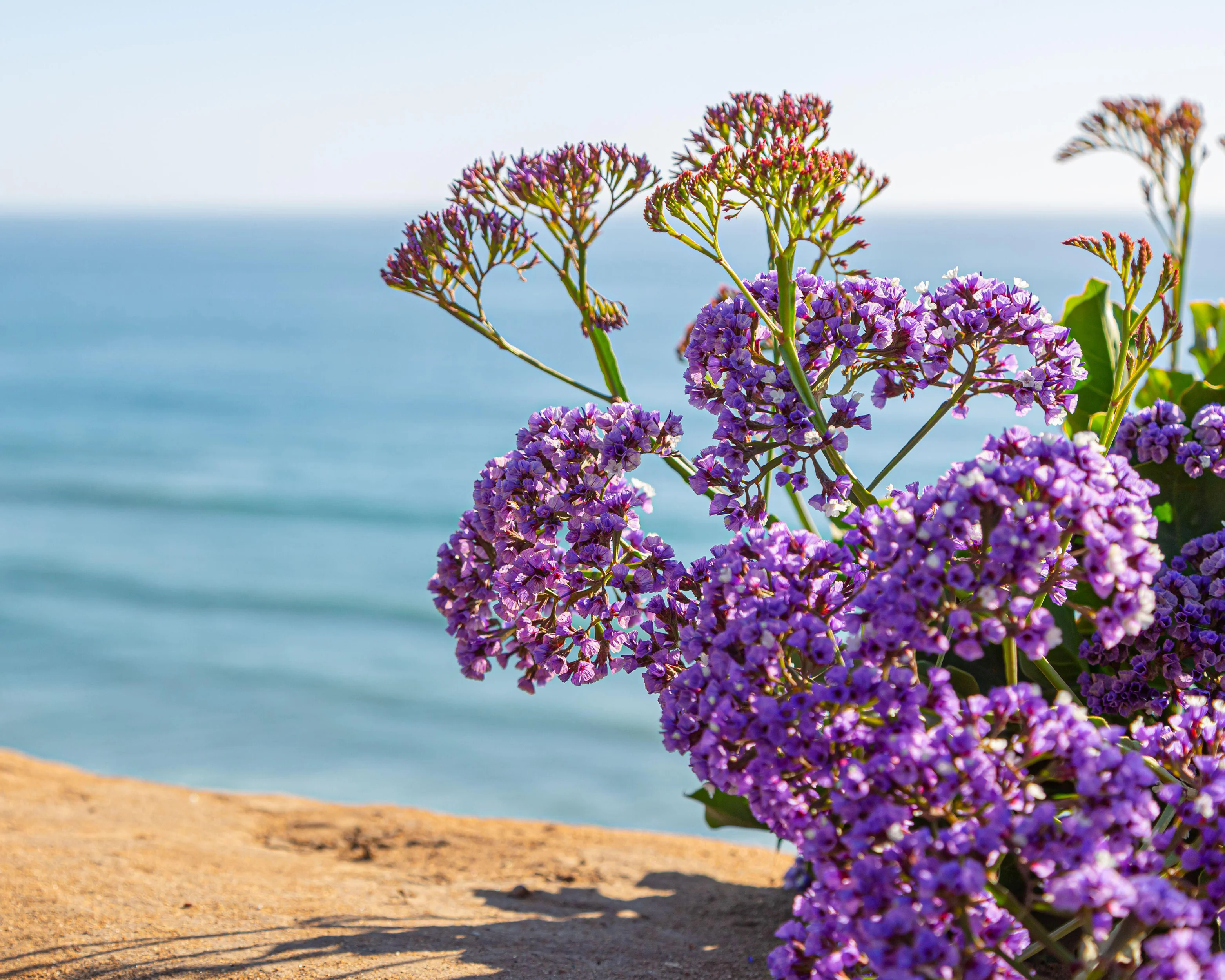 Limonium perezii - Image 9