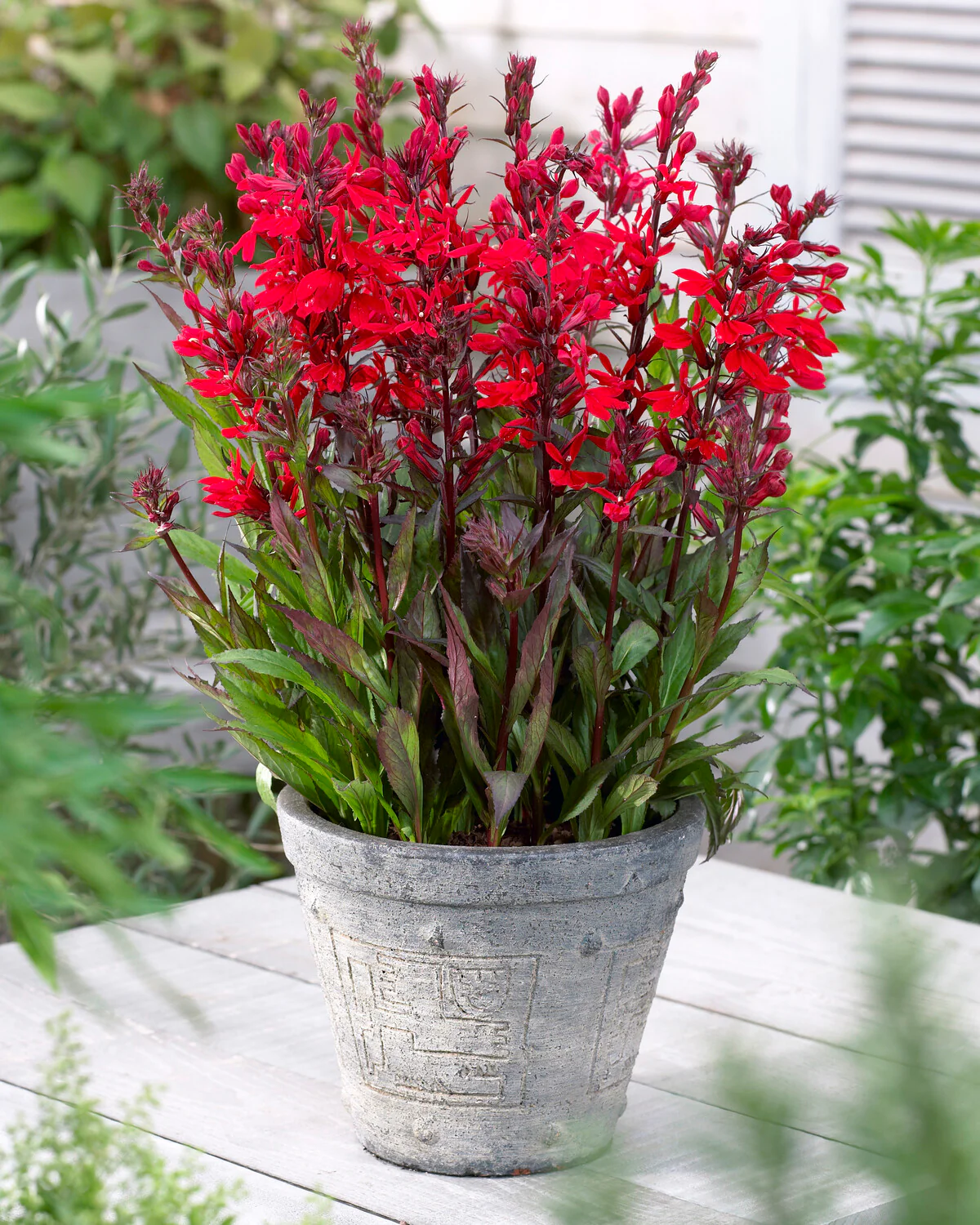 Lobelia 'Fan Scarlet' - Image 3