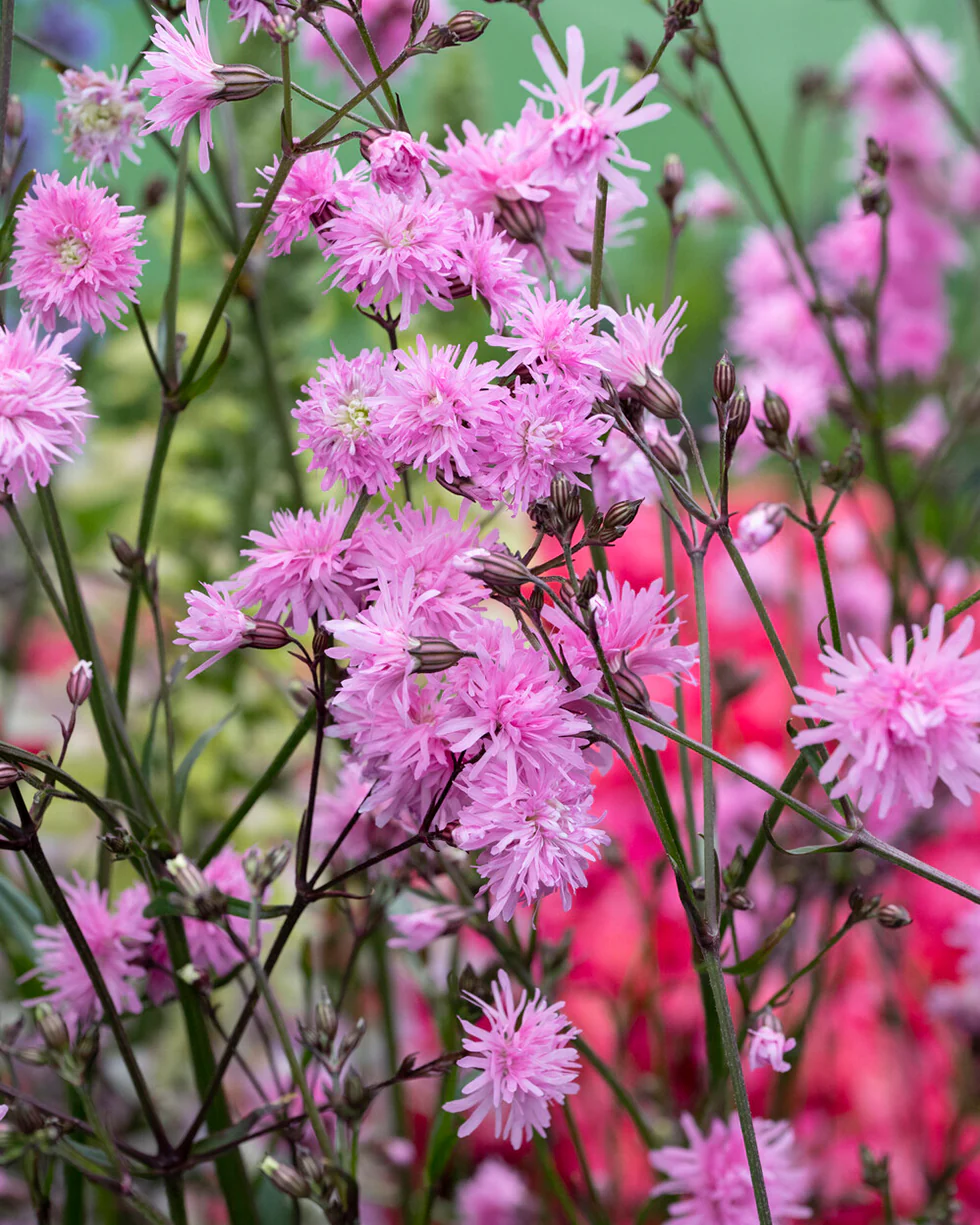 Silene 'Petite Jenny'