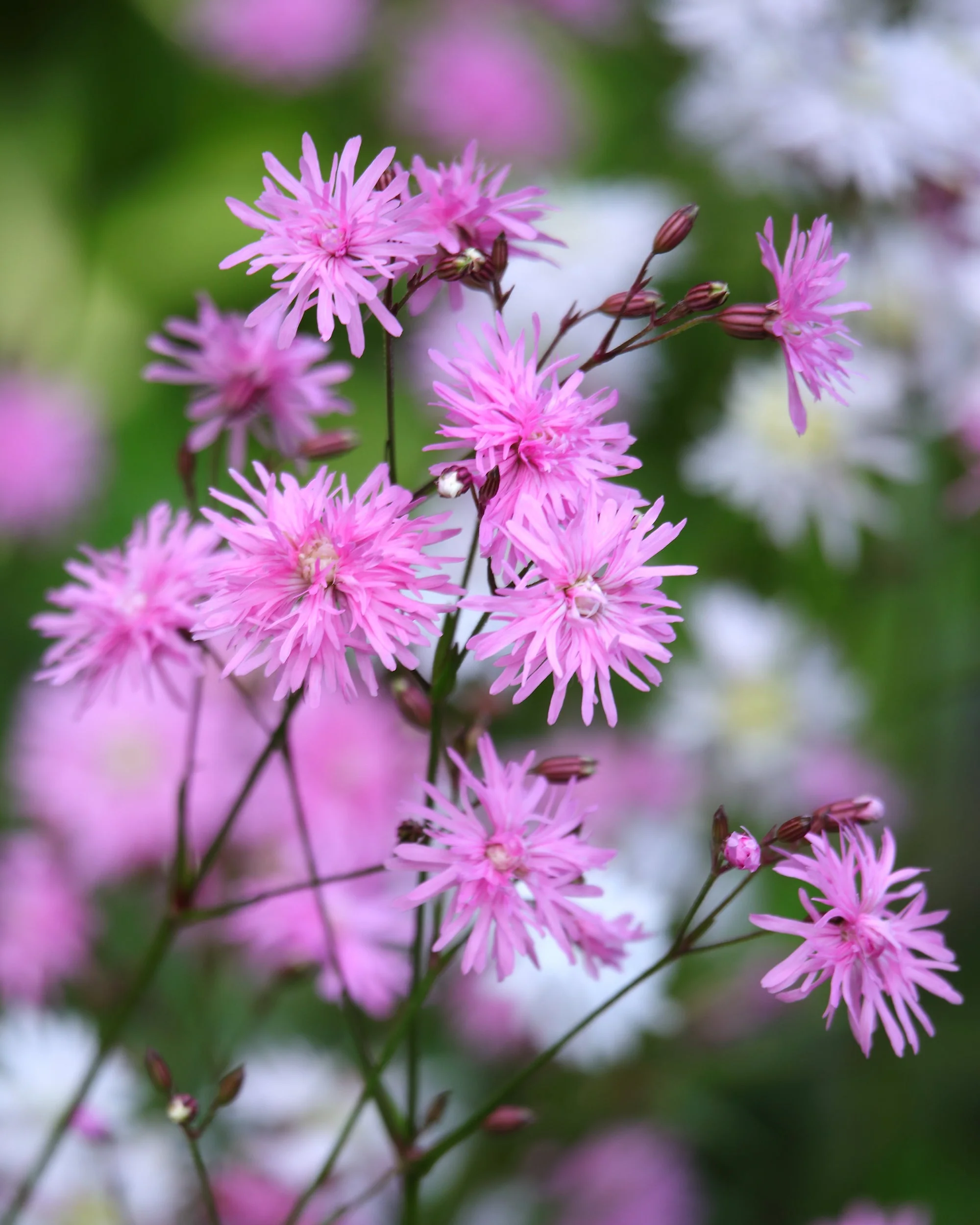 Silene 'Petite Jenny' - Image 2