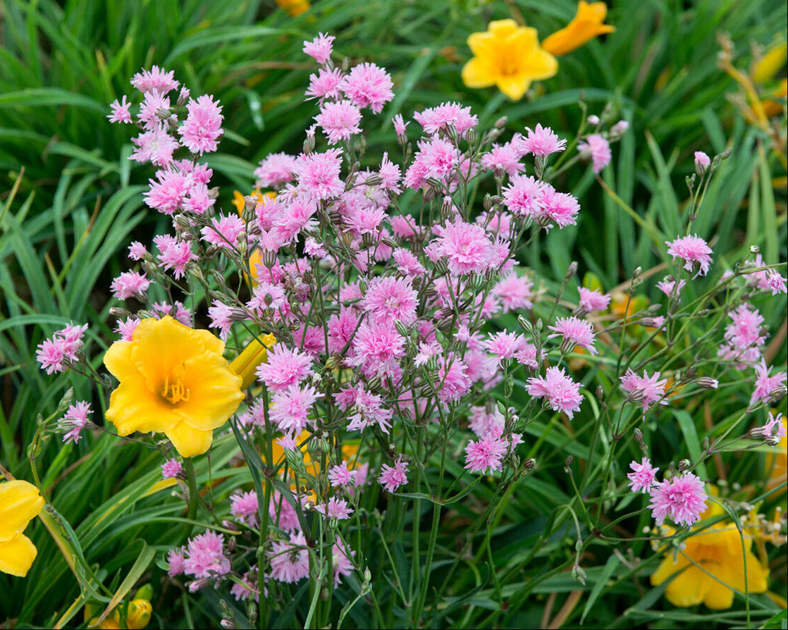 Silene 'Petite Jenny' - Image 3
