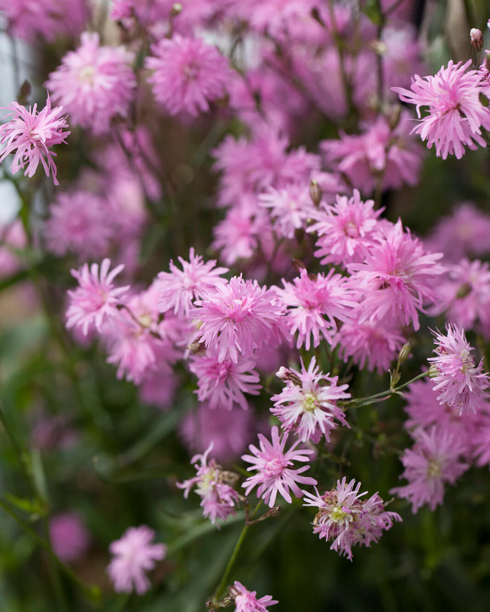Silene 'Petite Jenny' - Image 4