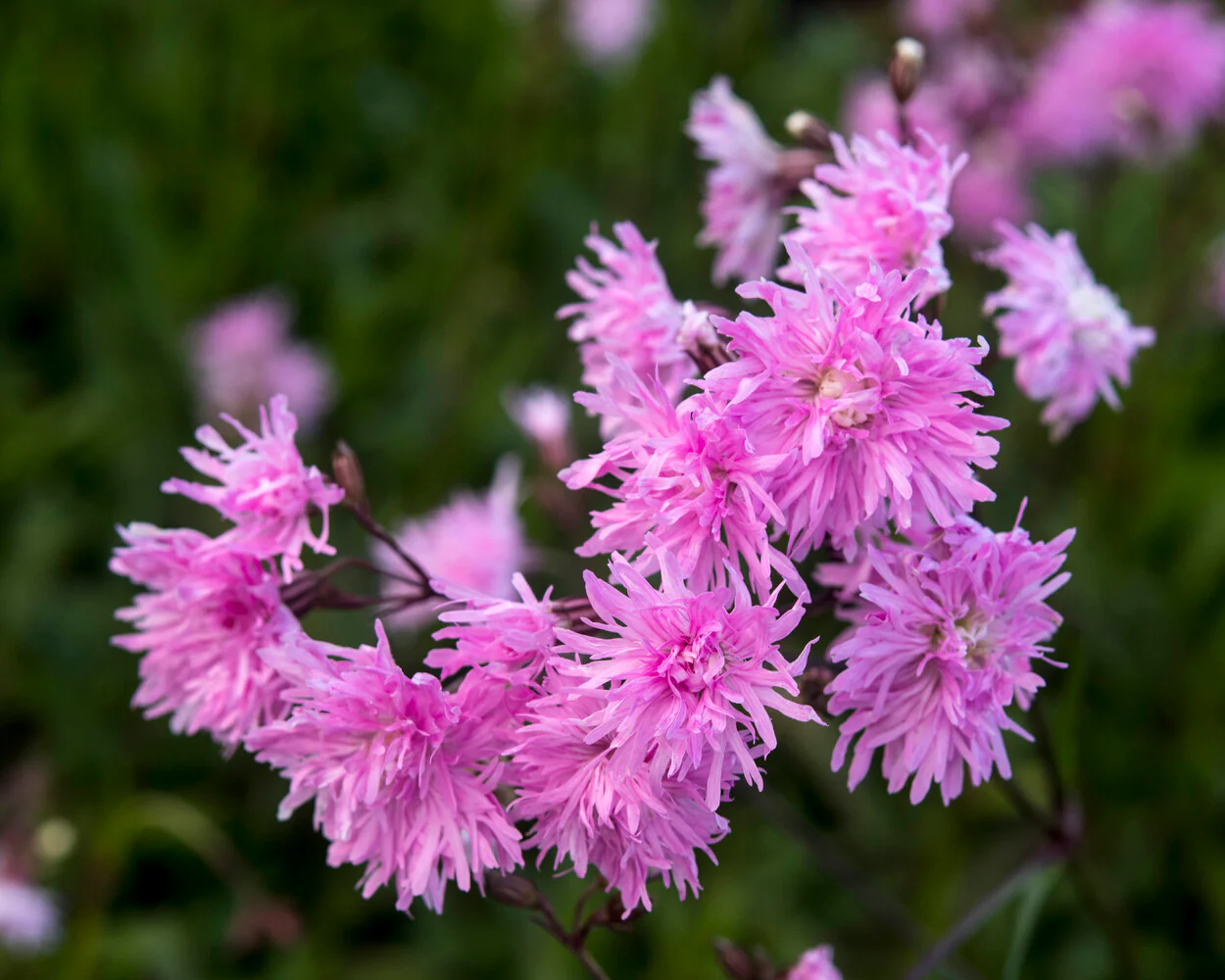 Silene 'Petite Jenny' - Image 5