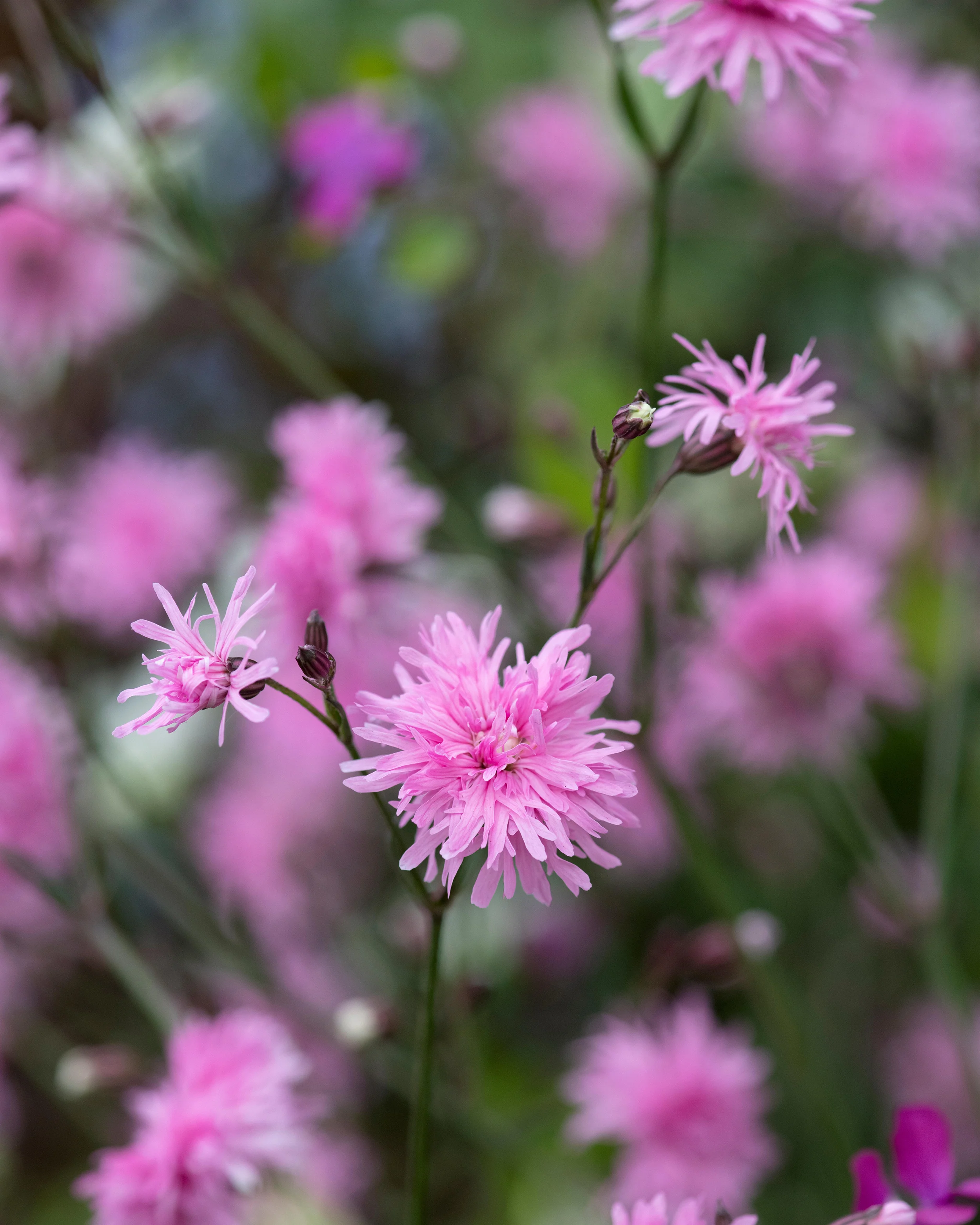 Silene 'Petite Jenny' - Image 7