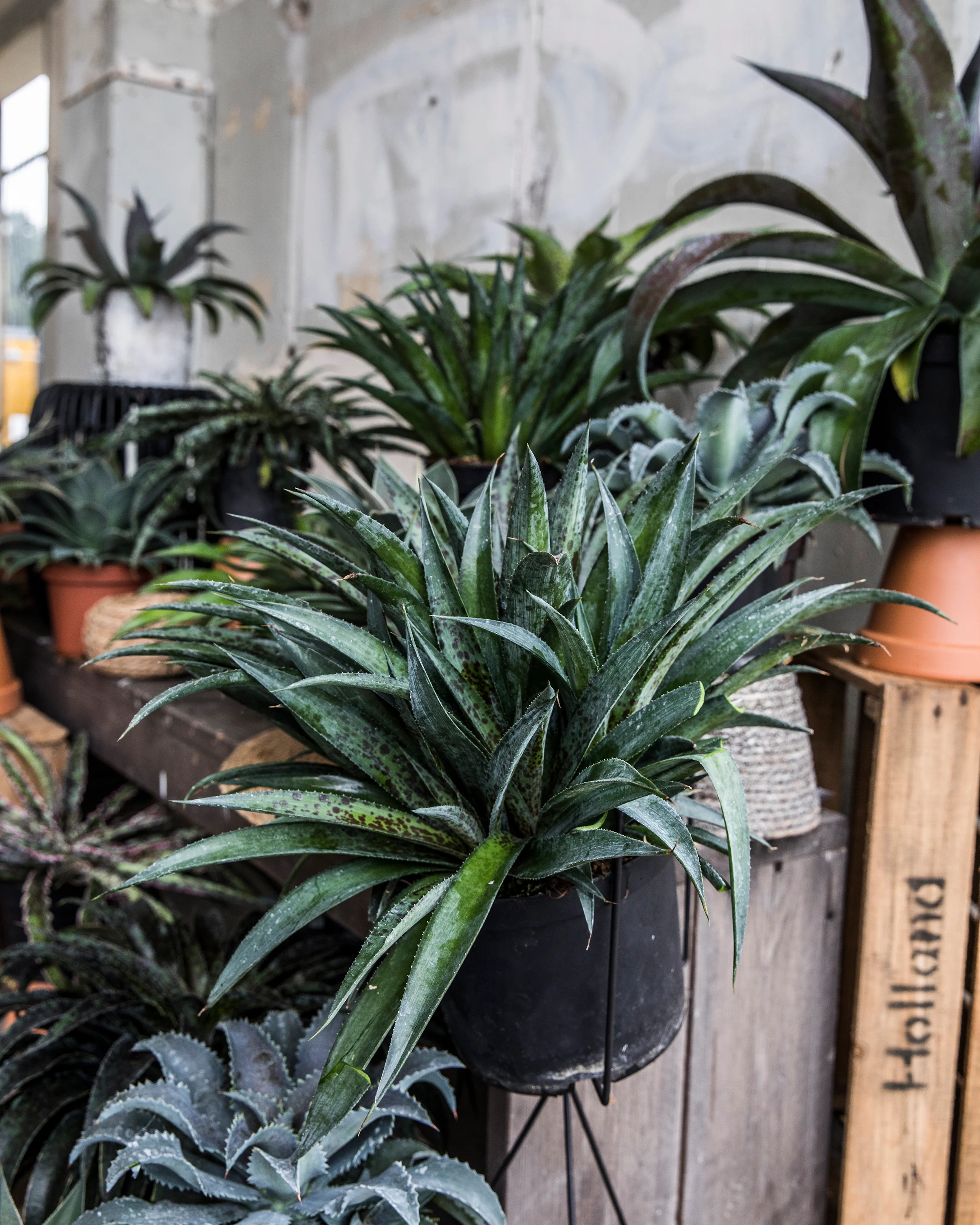 Mangave 'Pineapple Express' - Image 2
