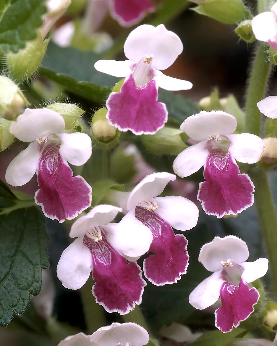 Melittis 'Royal Velvet Distinction'