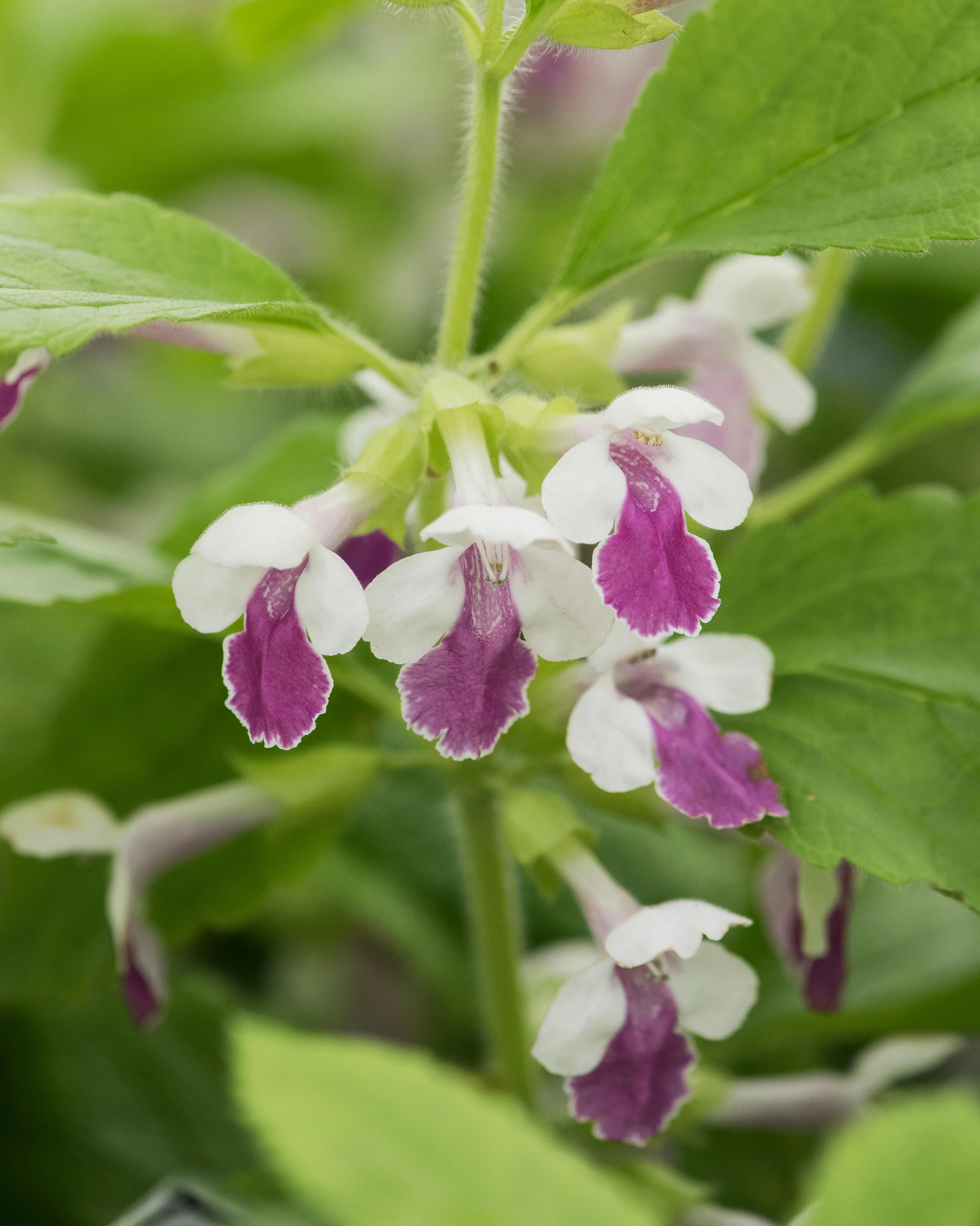 Melittis 'Royal Velvet Distinction' - Image 8