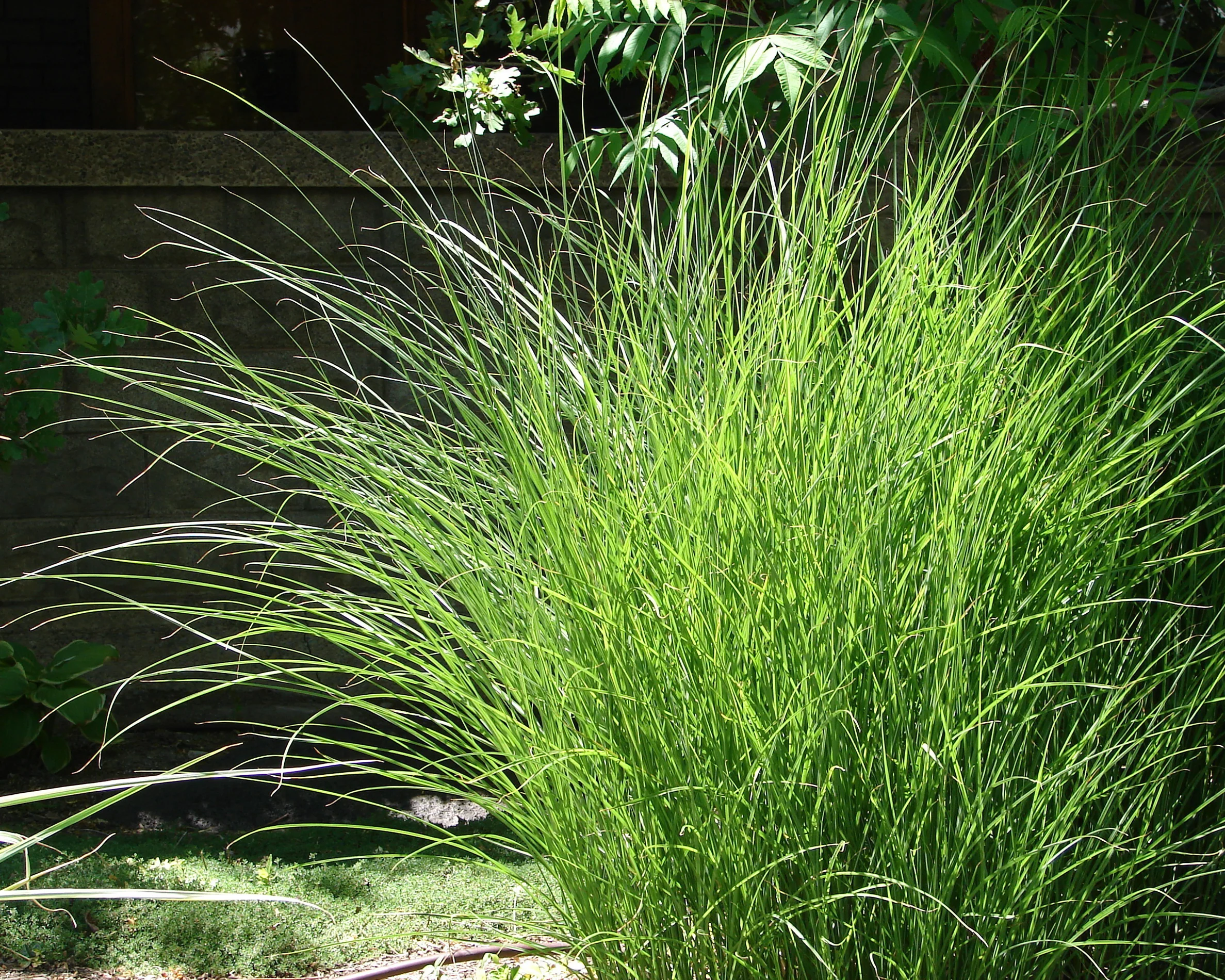Miscanthus 'Gracillimus' - Image 8