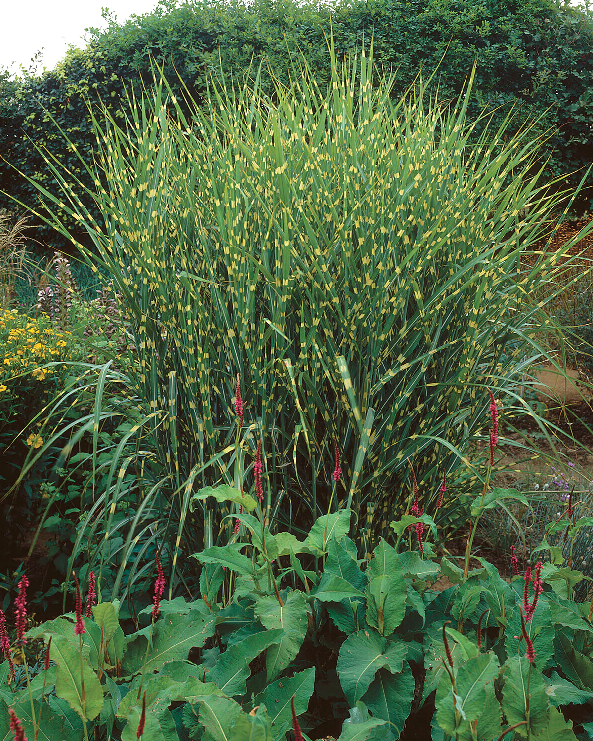 Miscanthus 'Strictus' - Image 2