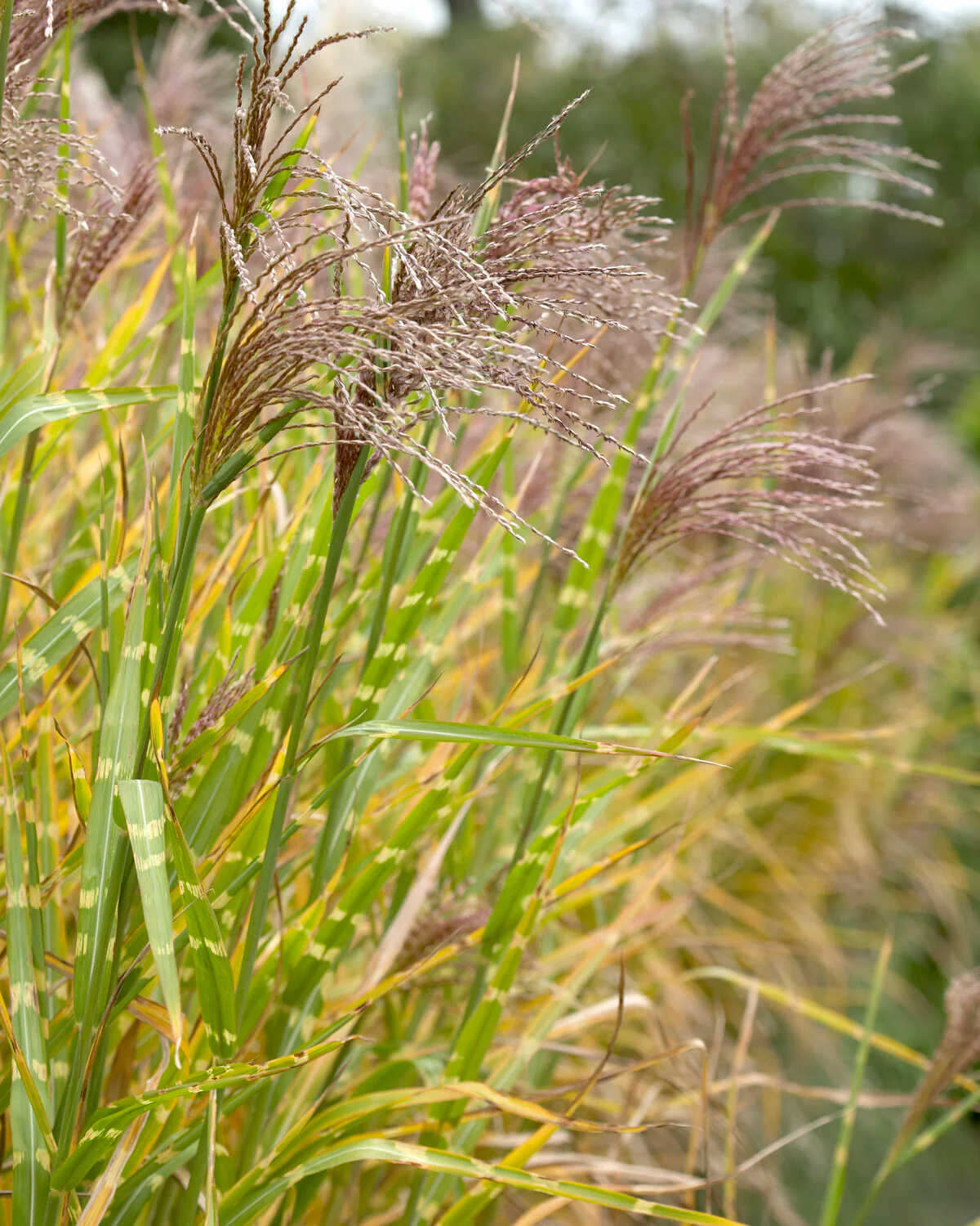 Miscanthus 'Strictus' - Image 3