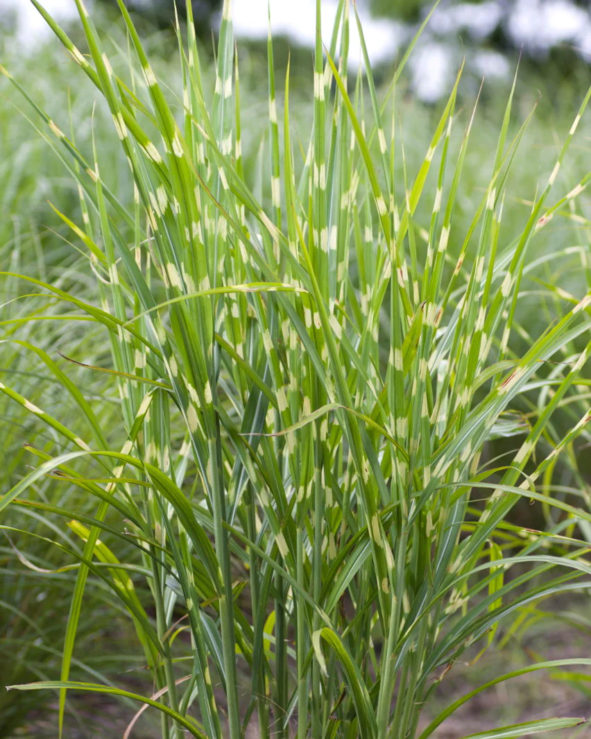 Miscanthus 'Strictus' - Image 4