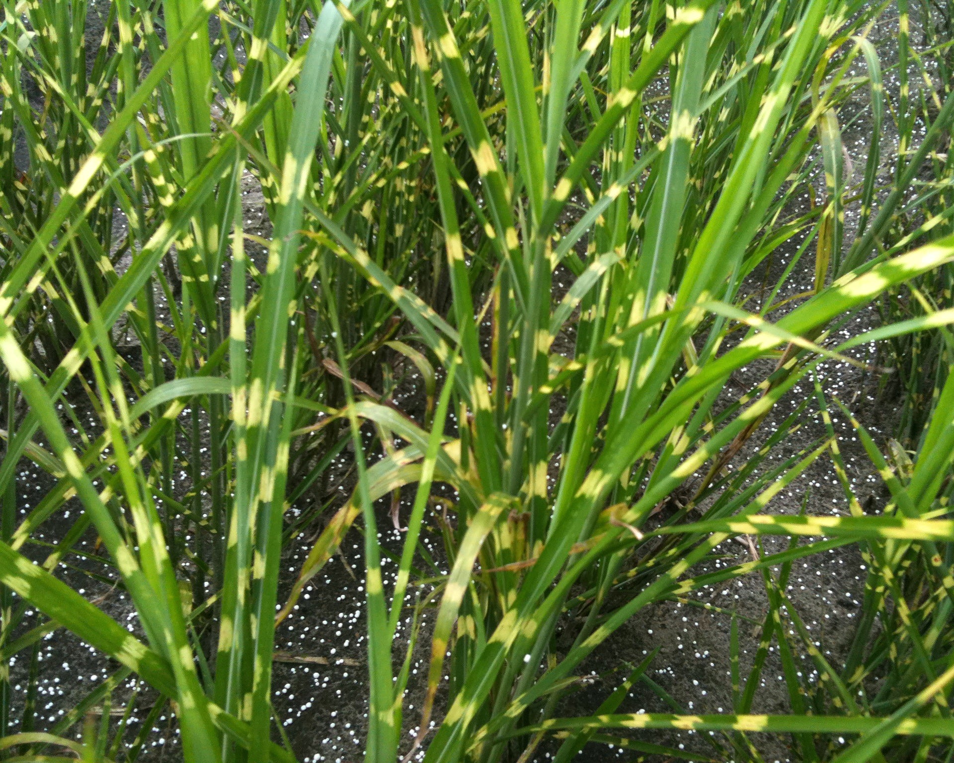 Miscanthus 'Strictus' - Image 5
