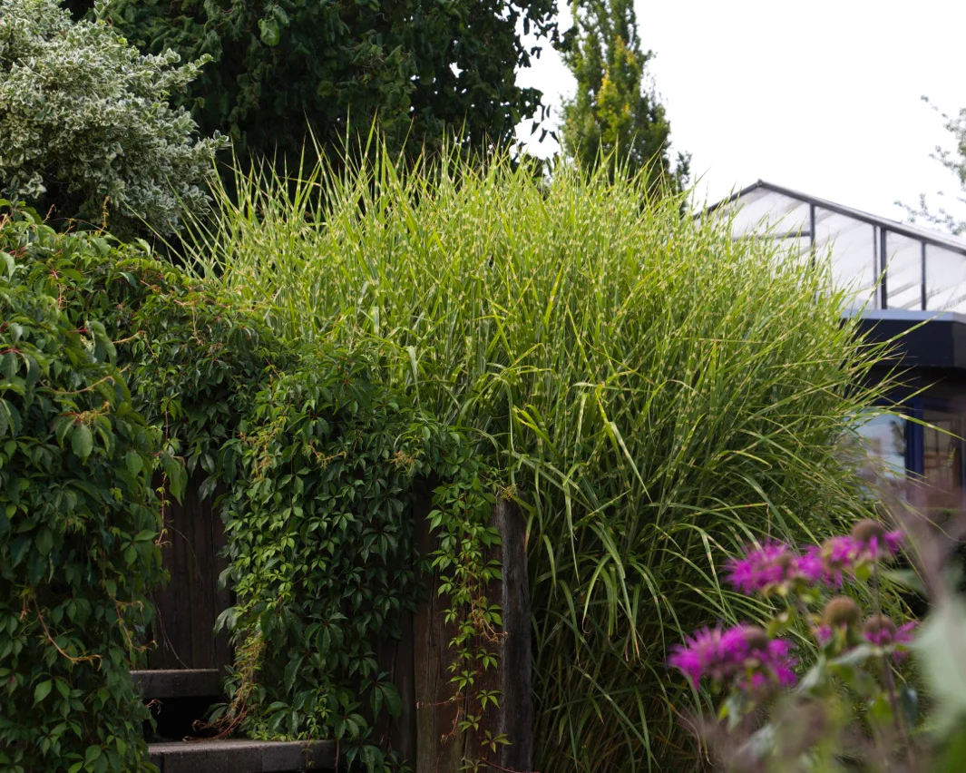 Miscanthus 'Strictus' - Image 9