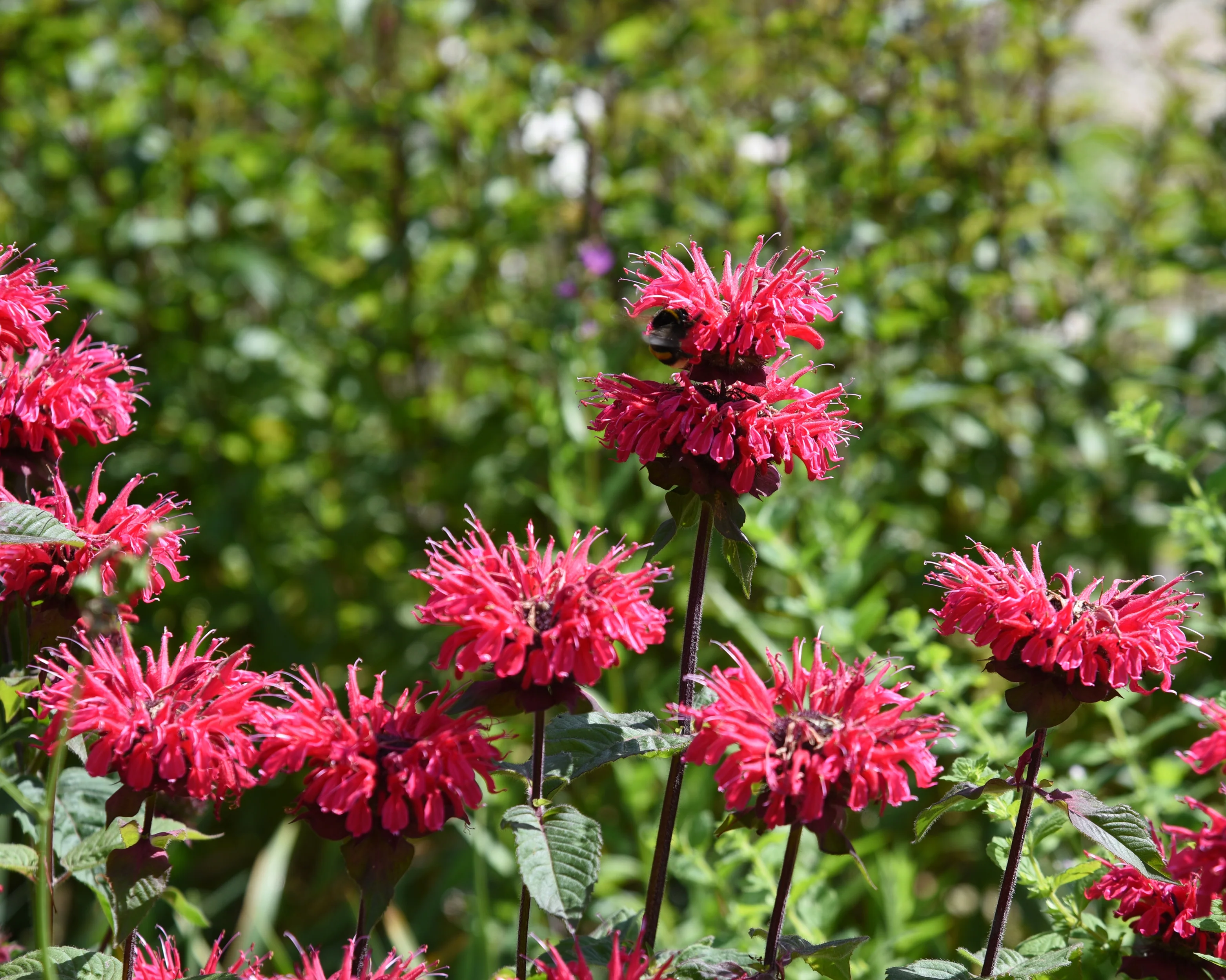 Monarda 'Bee-Happy' - Image 6