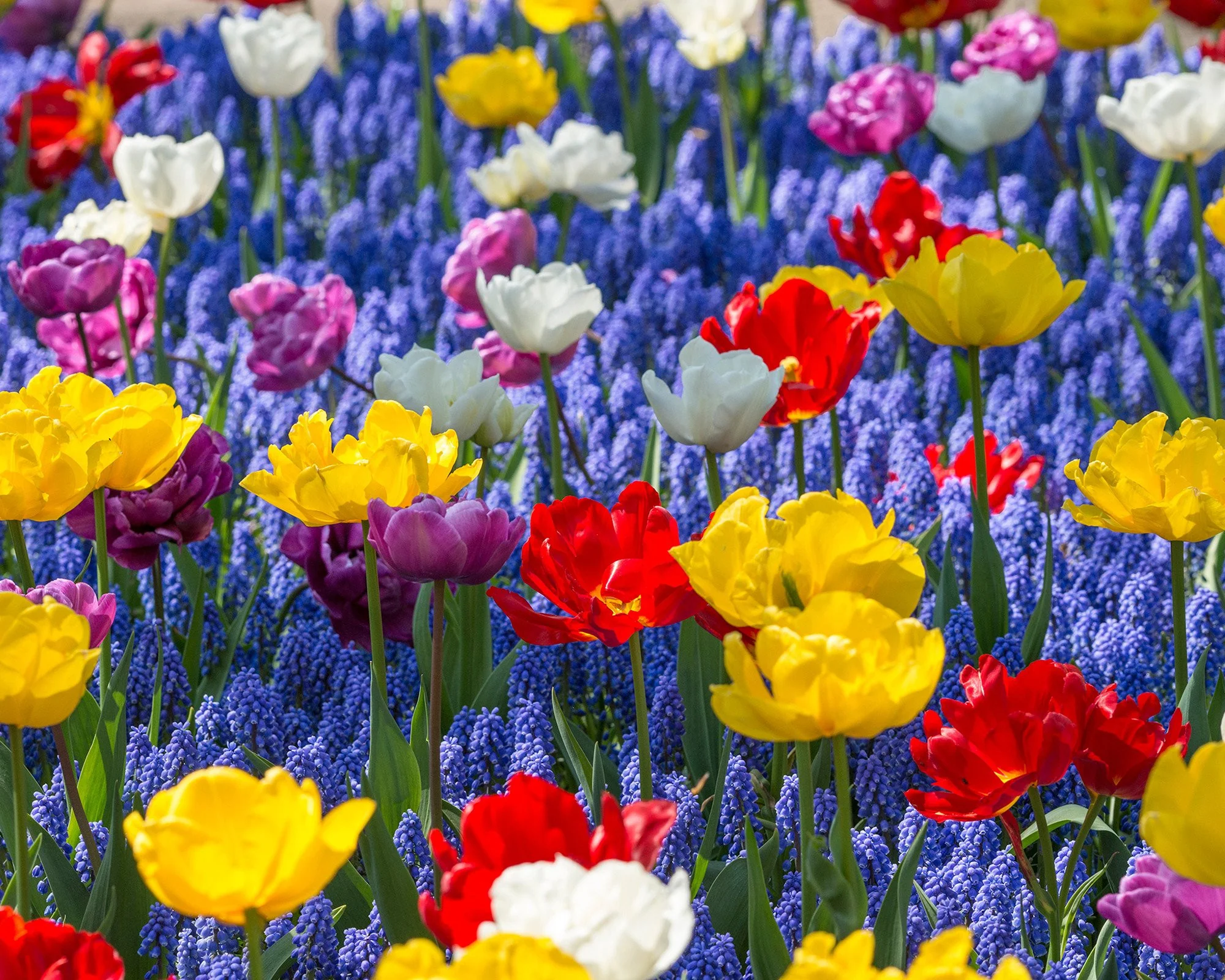 Muscari armeniacum - Image 10