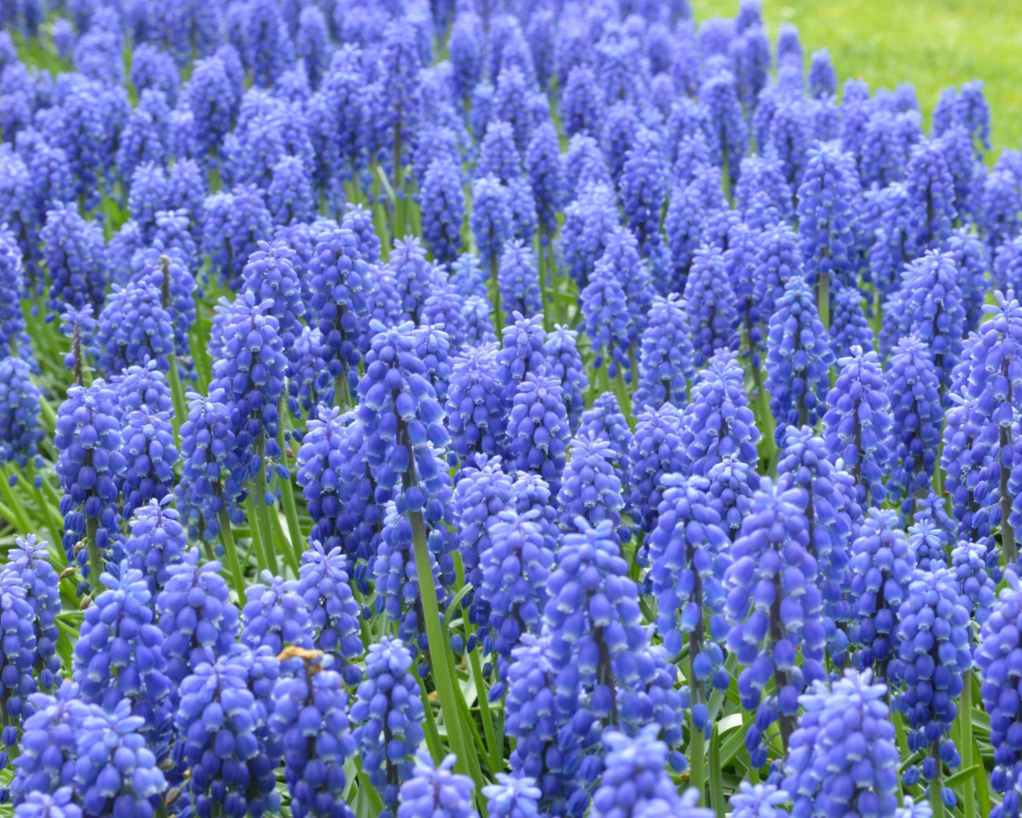 Muscari armeniacum - Image 3
