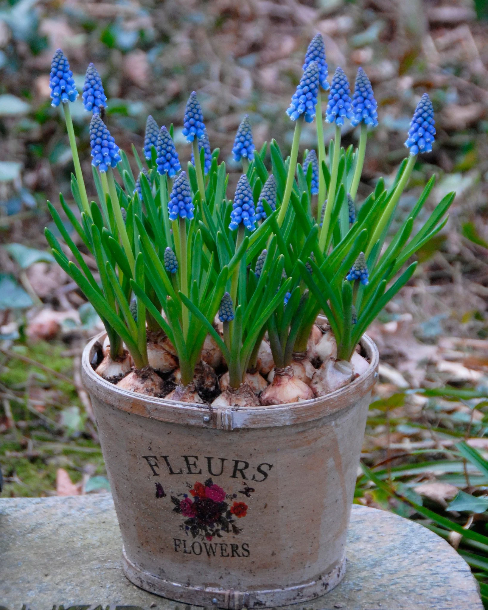 Muscari armeniacum - Image 9