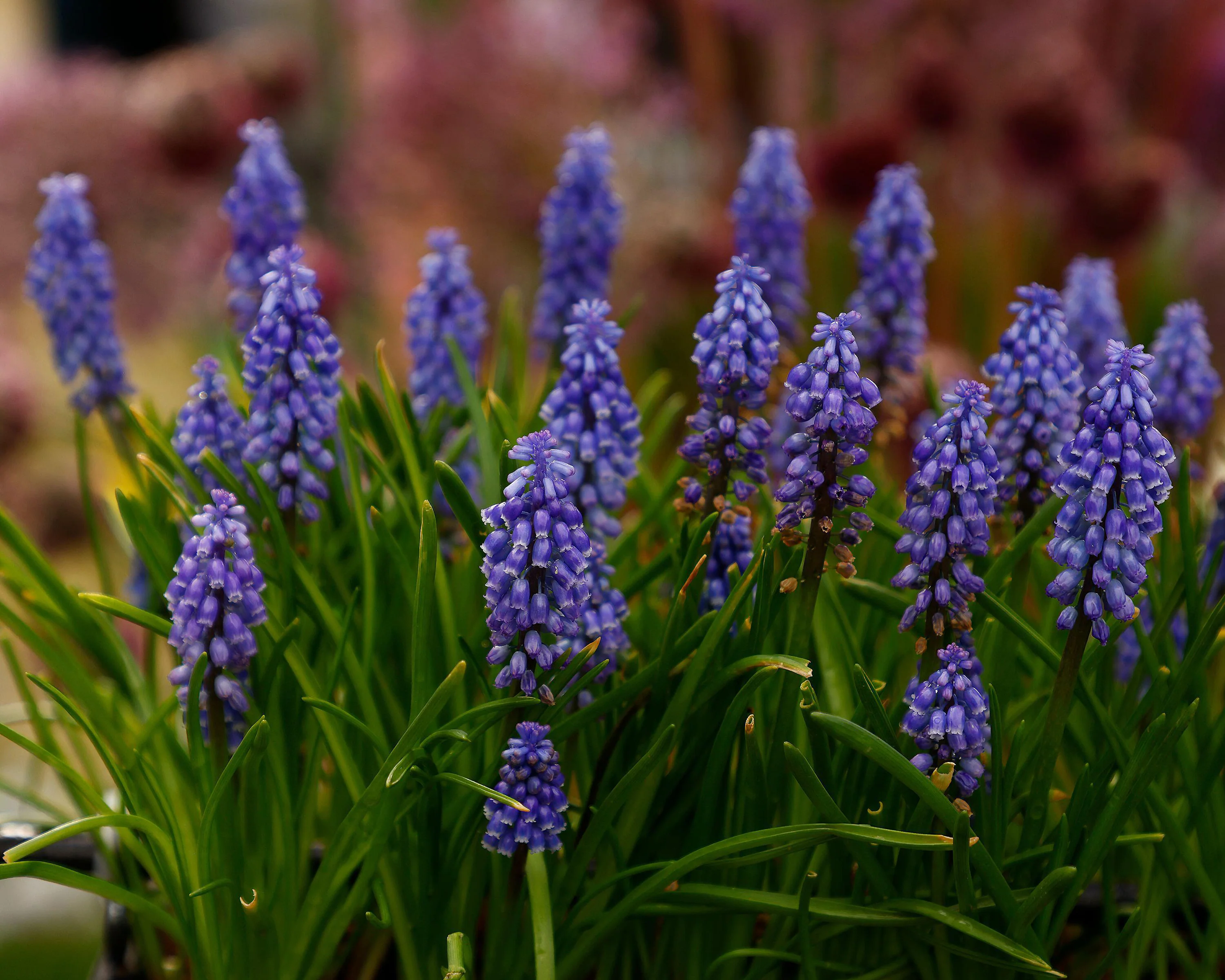 Muscari 'Bling Bling' - Image 10