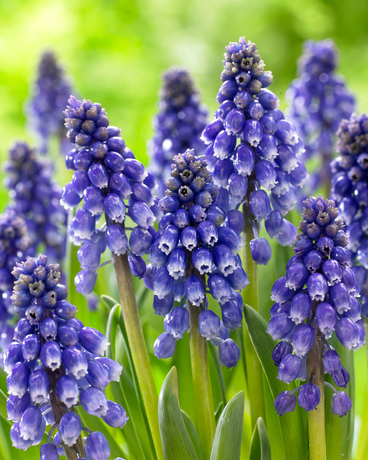 Muscari 'Bling Bling' - Image 3