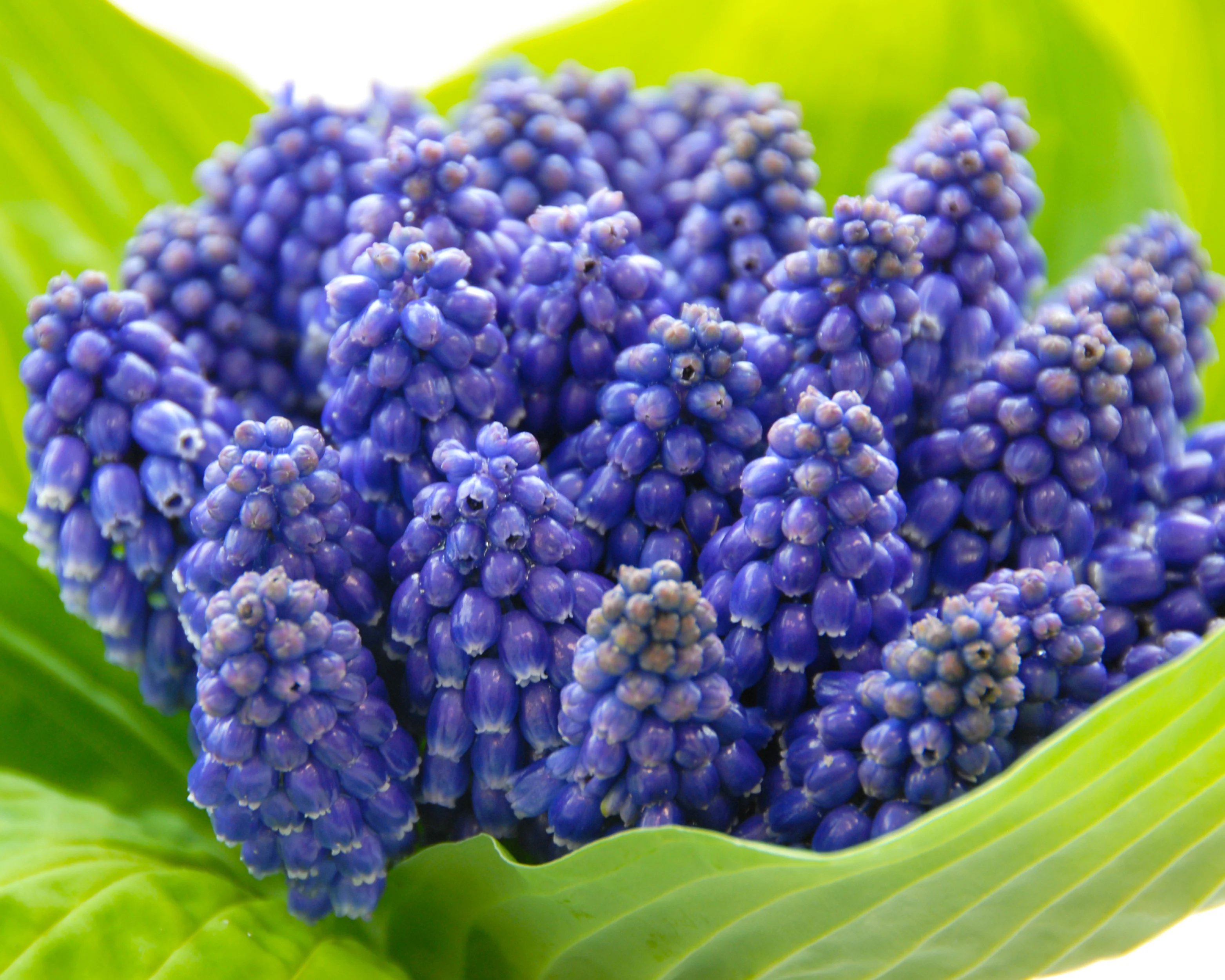 Muscari 'Bling Bling' - Image 4
