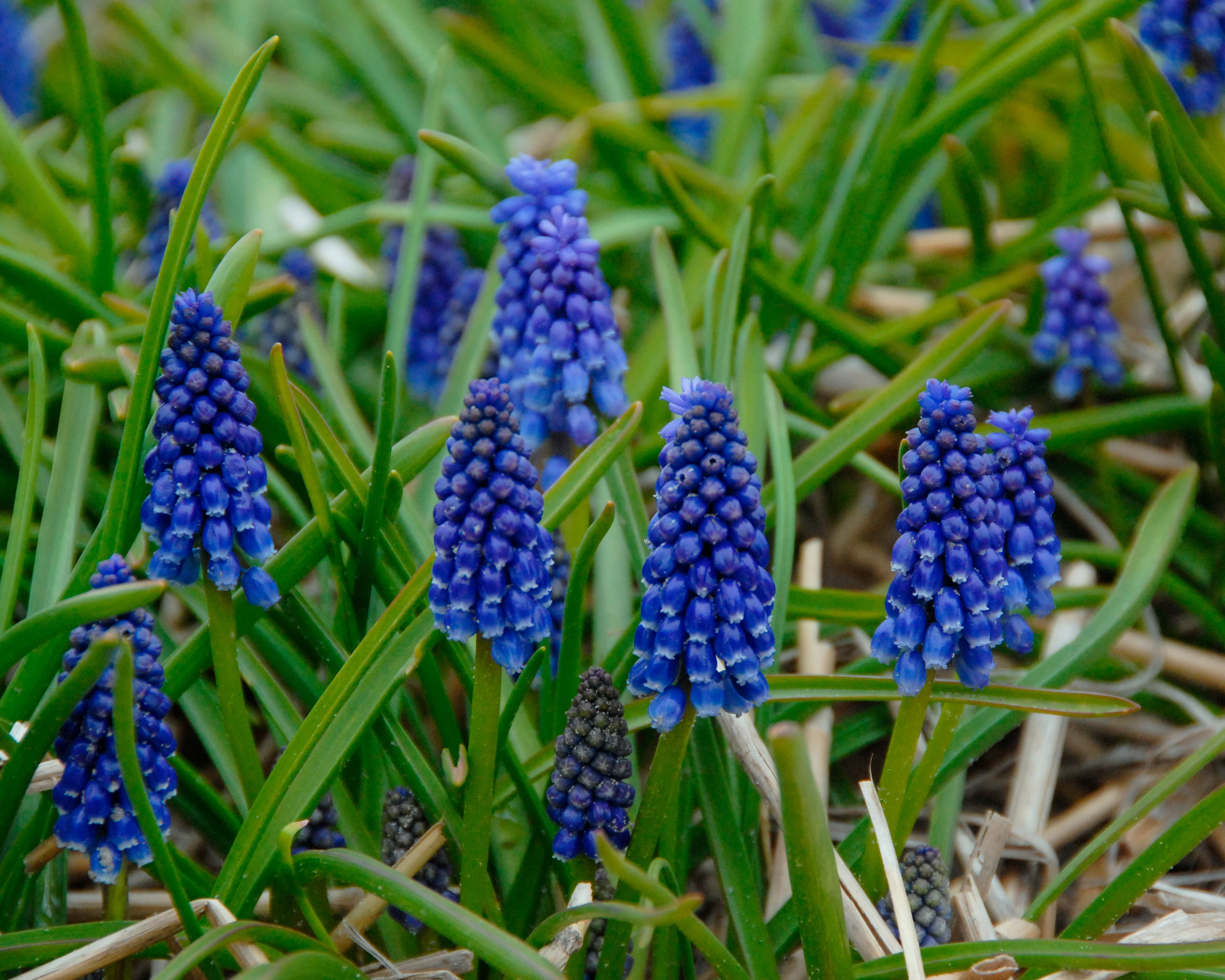 Muscari 'Bling Bling' - Image 5