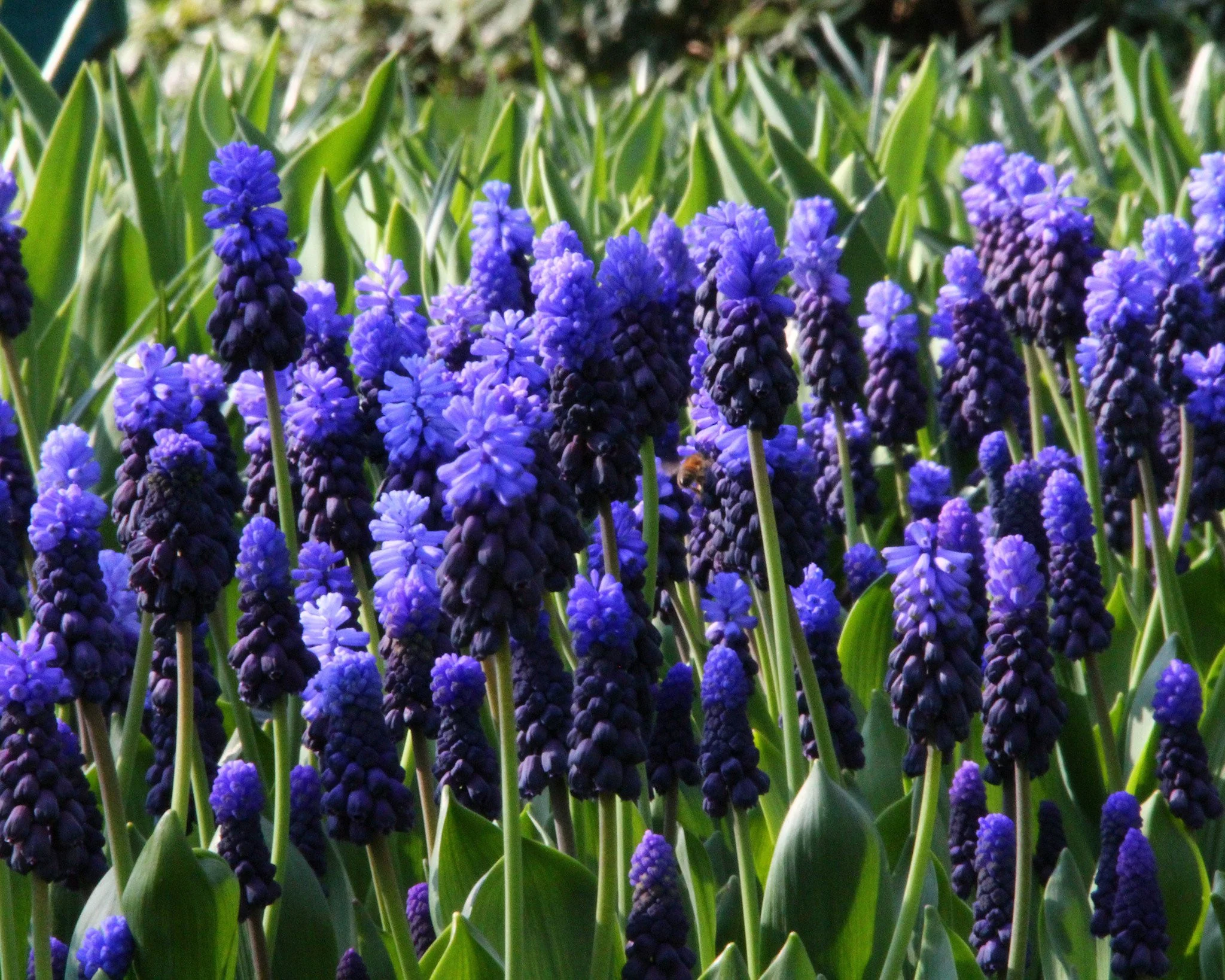 Muscari latifolium - Image 3