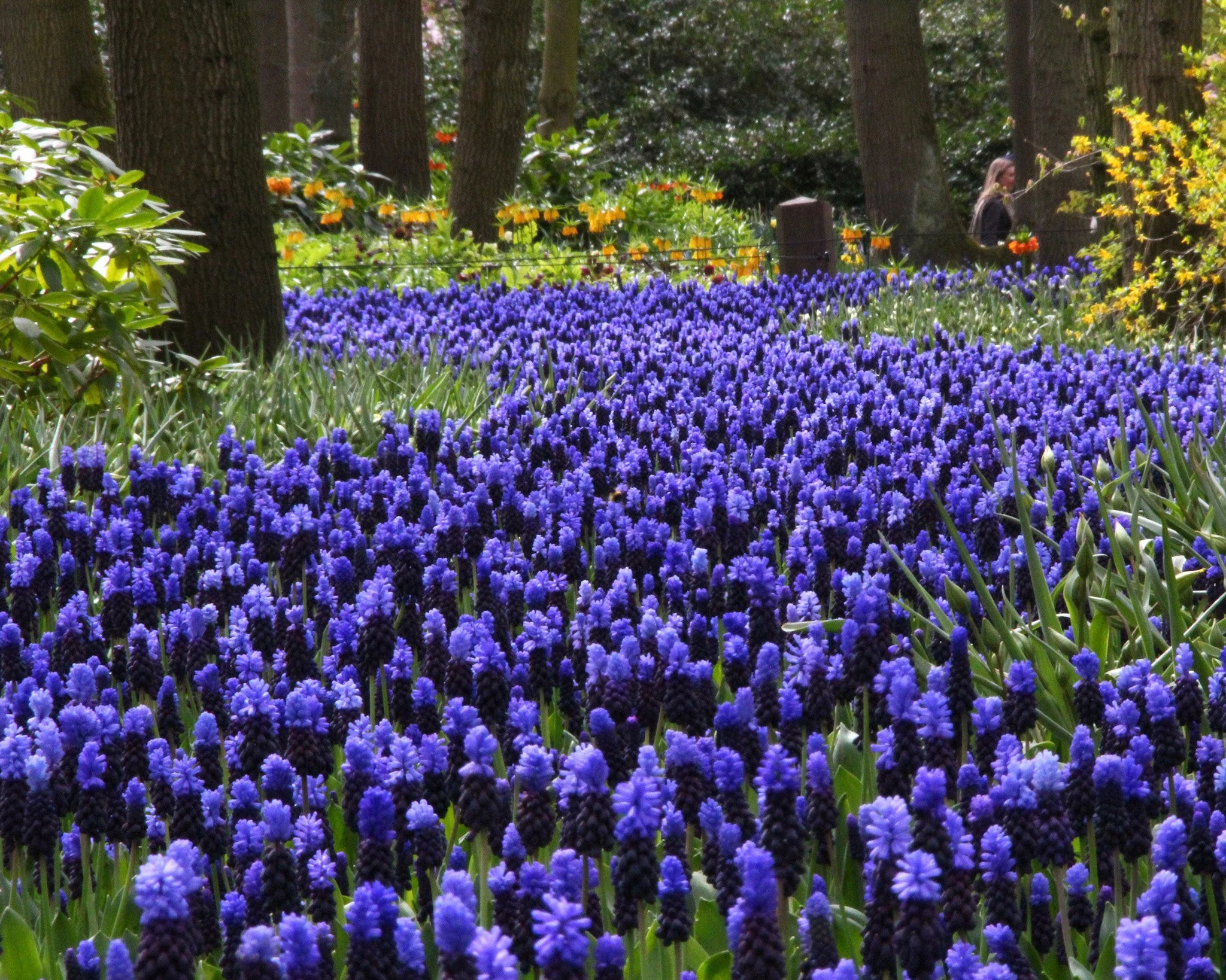 Muscari latifolium - Image 7