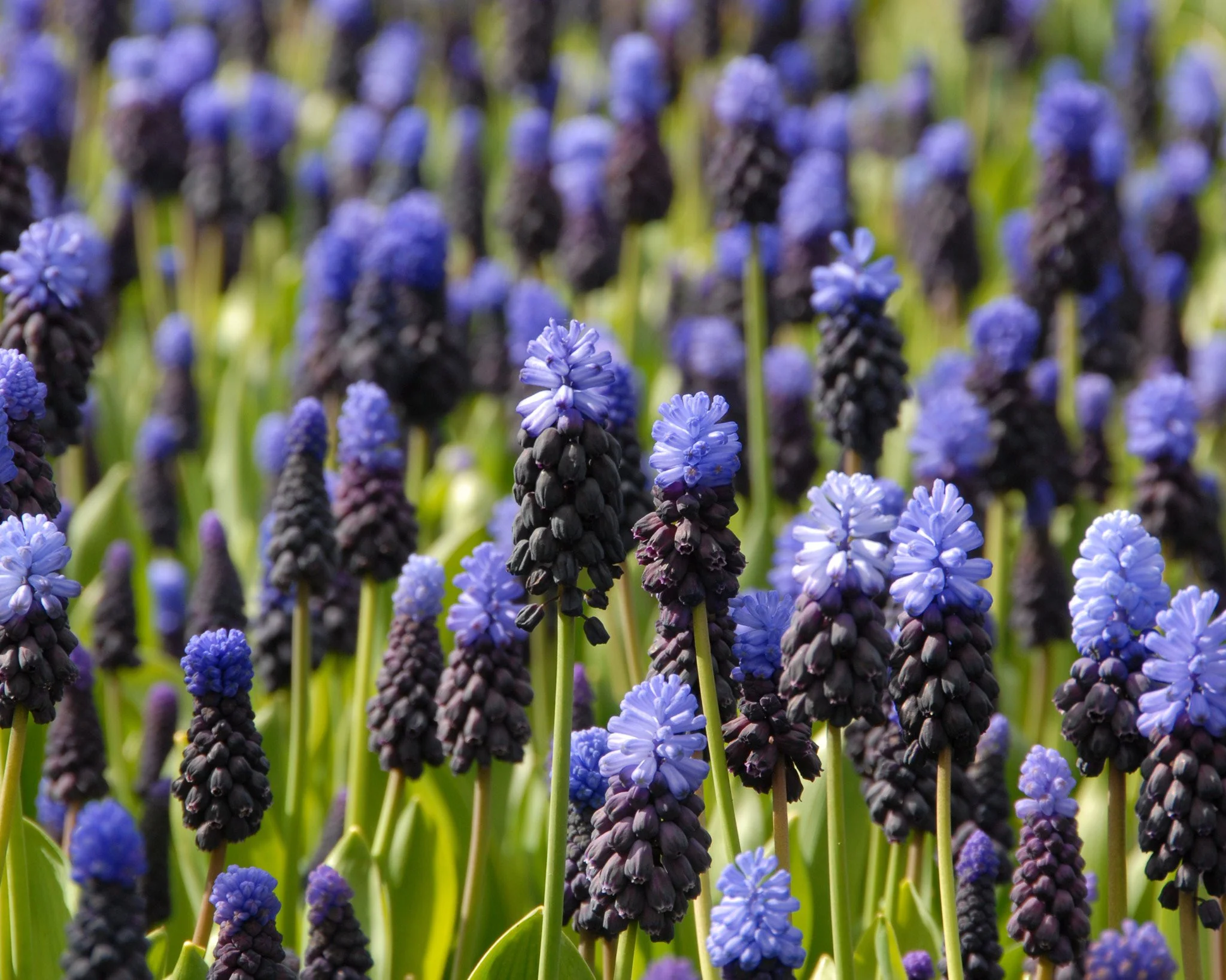 Muscari latifolium - Image 8