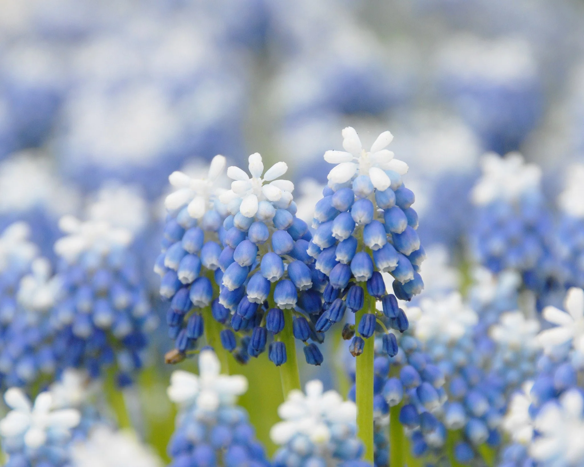 Muscari 'Mount Hood' - Image 7