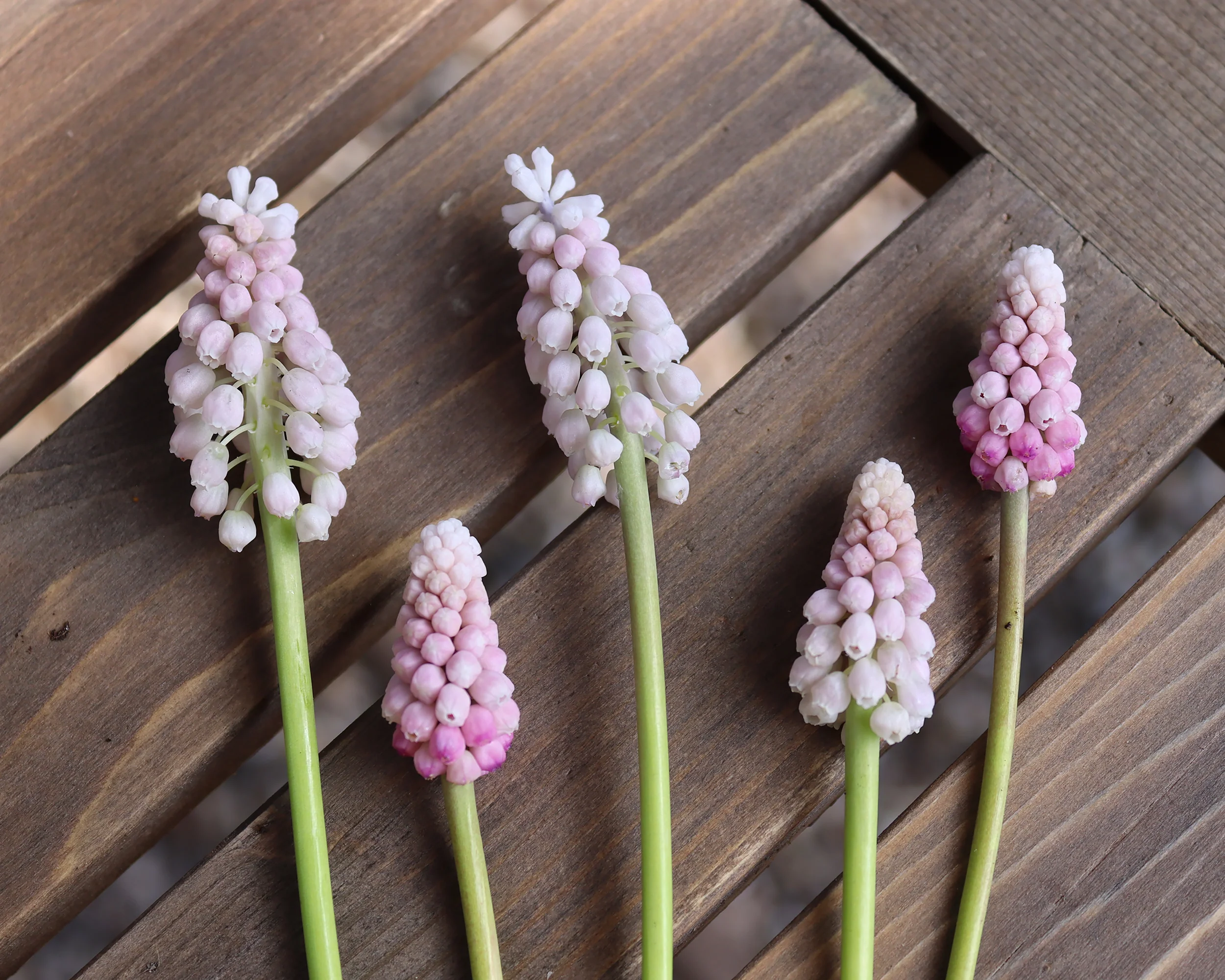 Muscari 'Pink Sunrise' - Image 2
