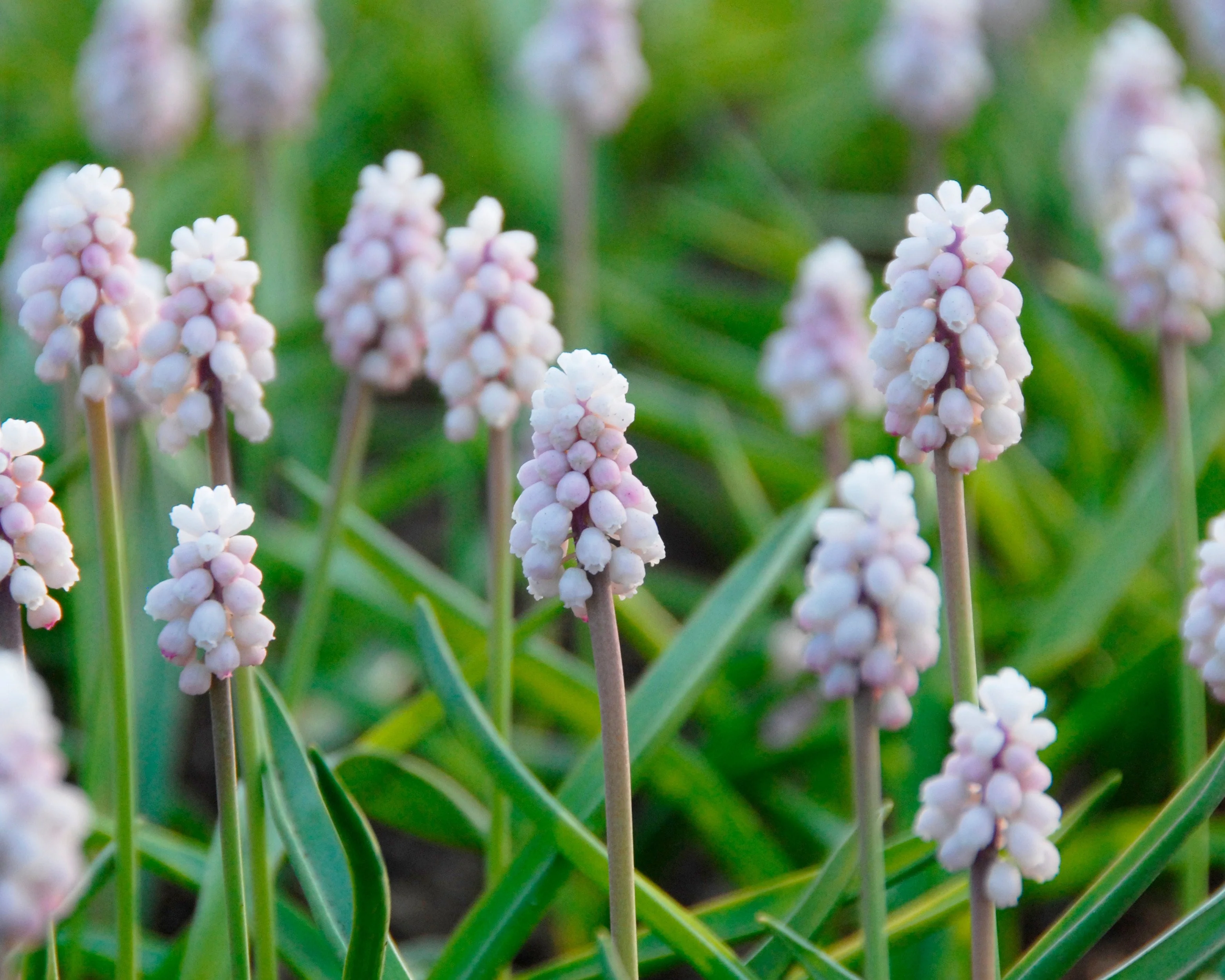 Muscari 'Pink Sunrise' - Image 5