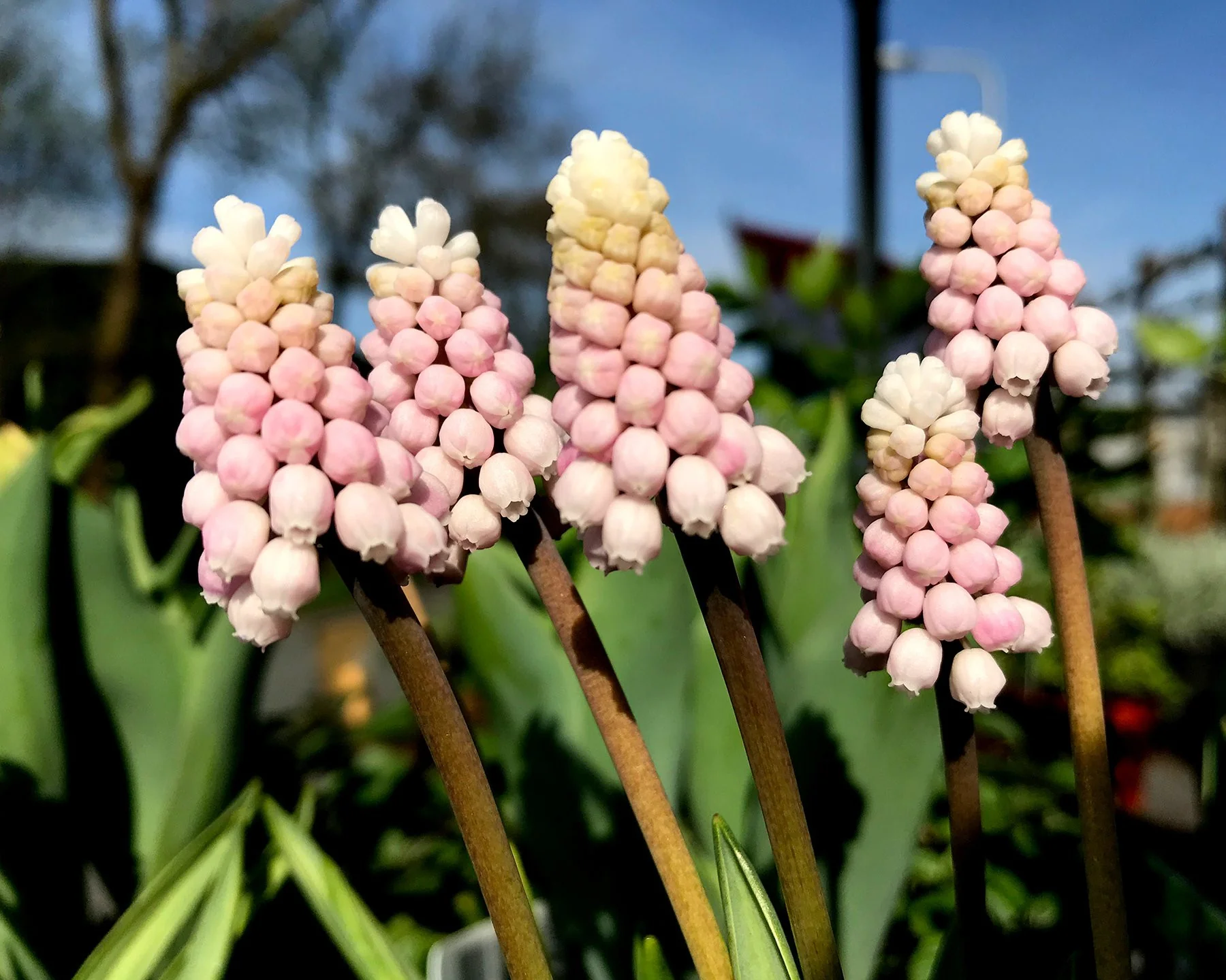 Muscari 'Pink Sunrise' - Image 6