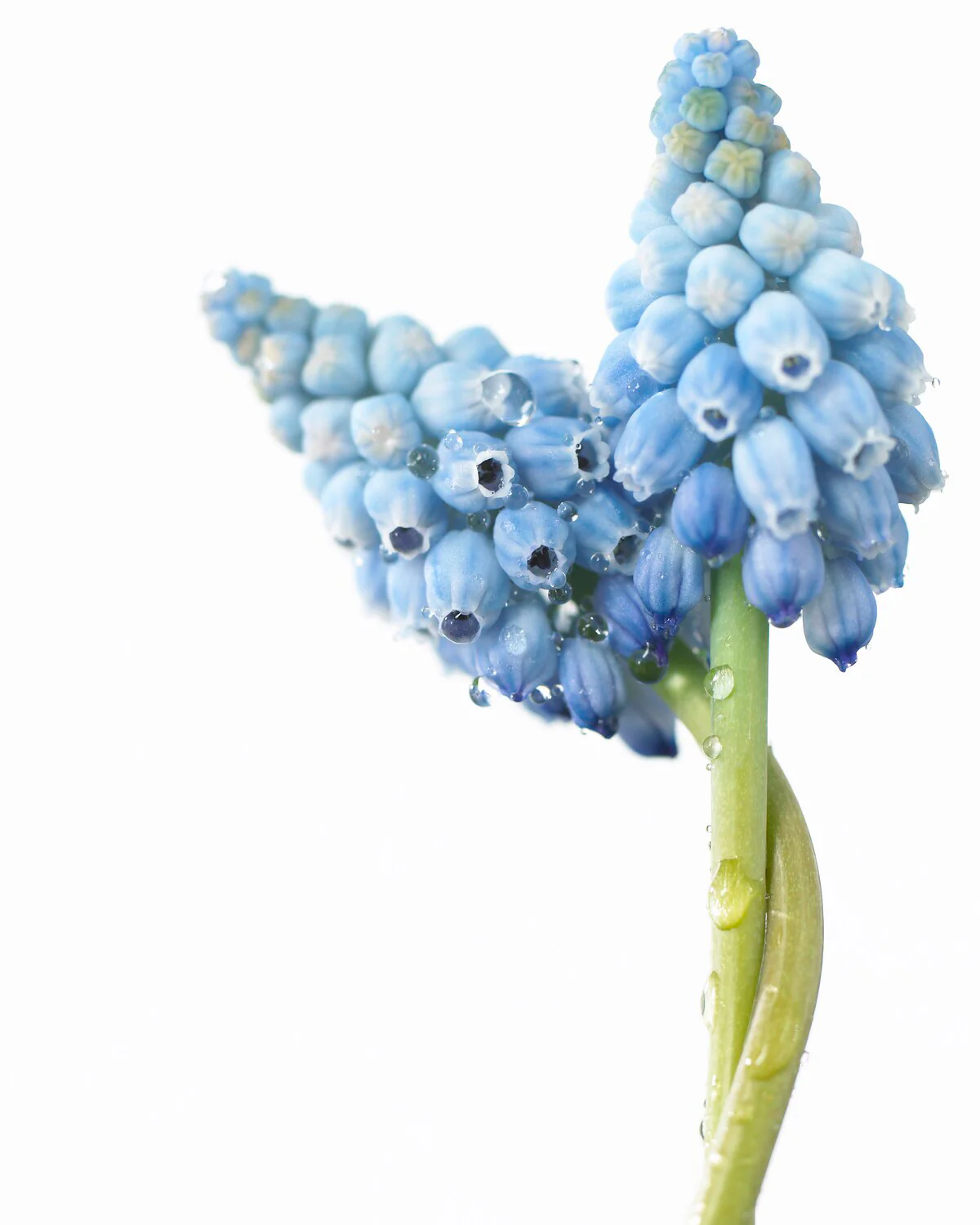Muscari 'Valerie Finnis' - Image 10