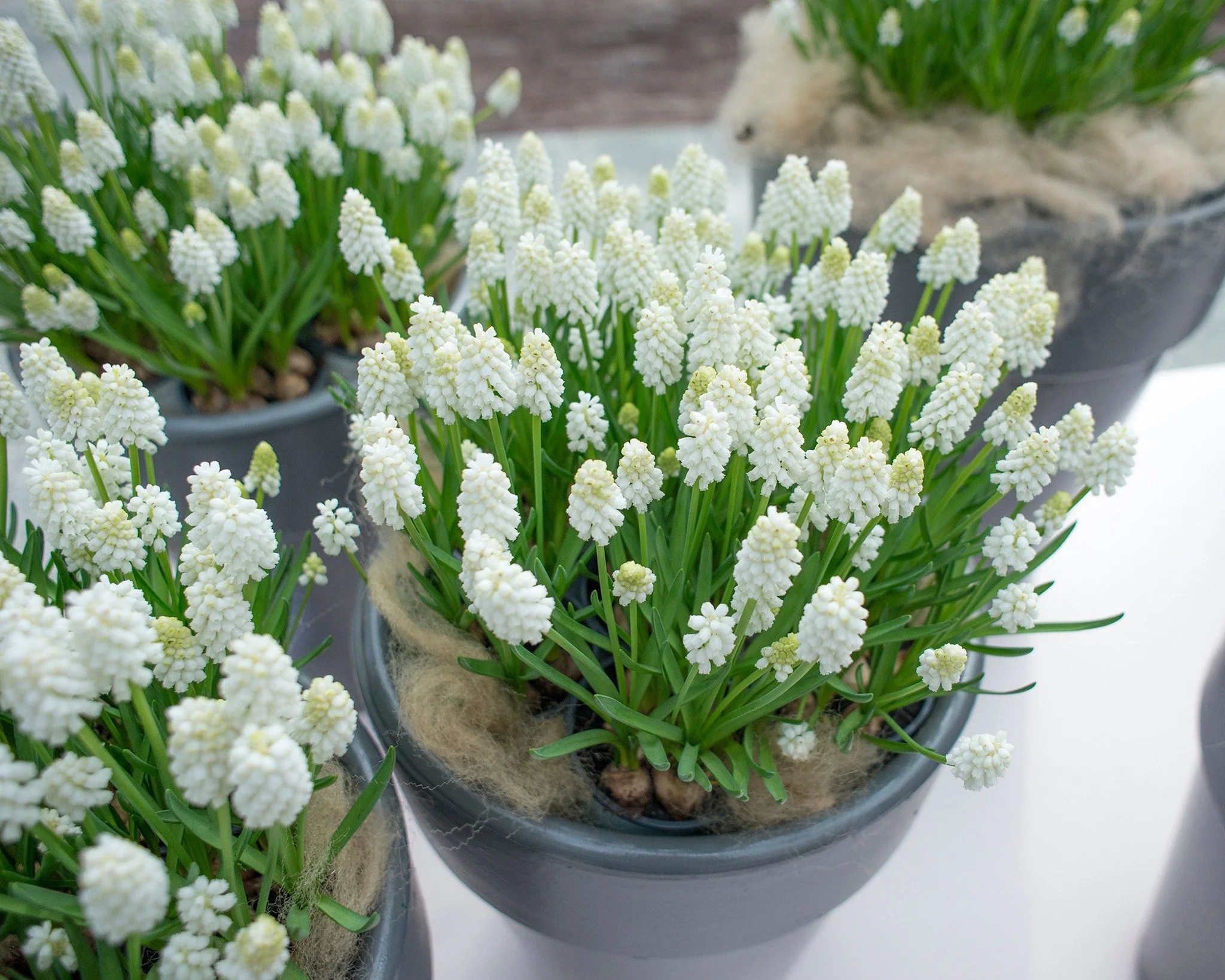 Muscari 'White Magic' - Image 3