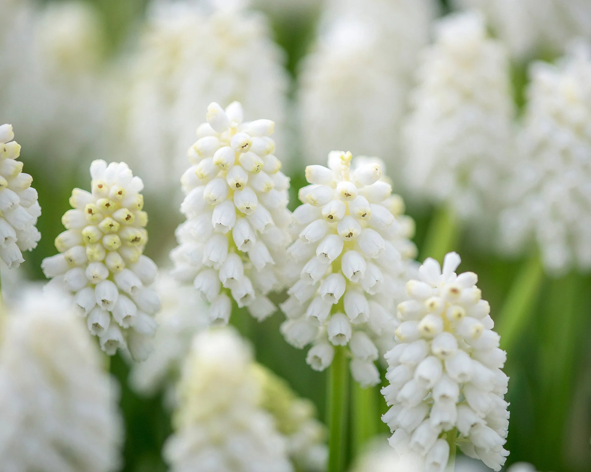 Muscari 'White Magic' - Image 4