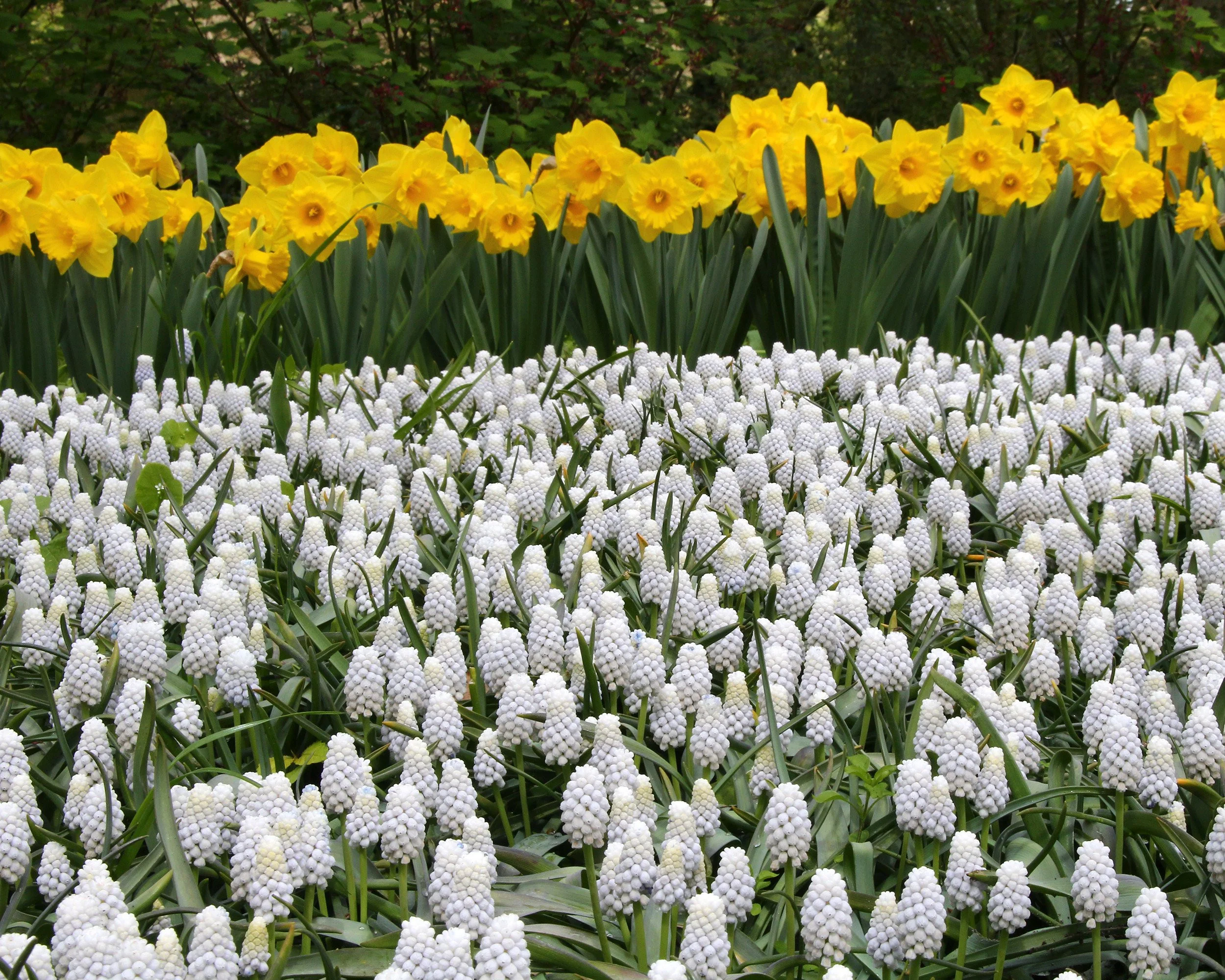 Muscari 'White Magic' - Image 6